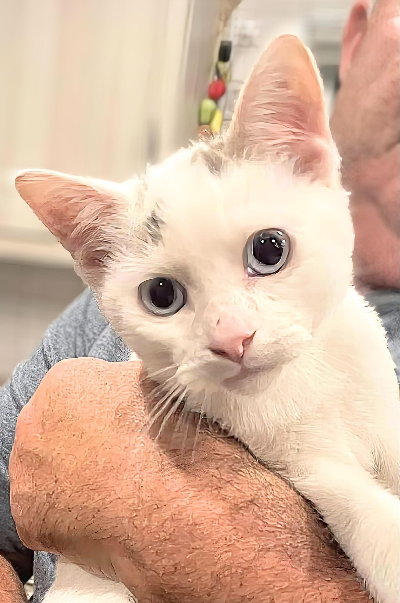 Enlarge Nibbles, a Adopted Siamese in Winnipeg, MB image 6/6