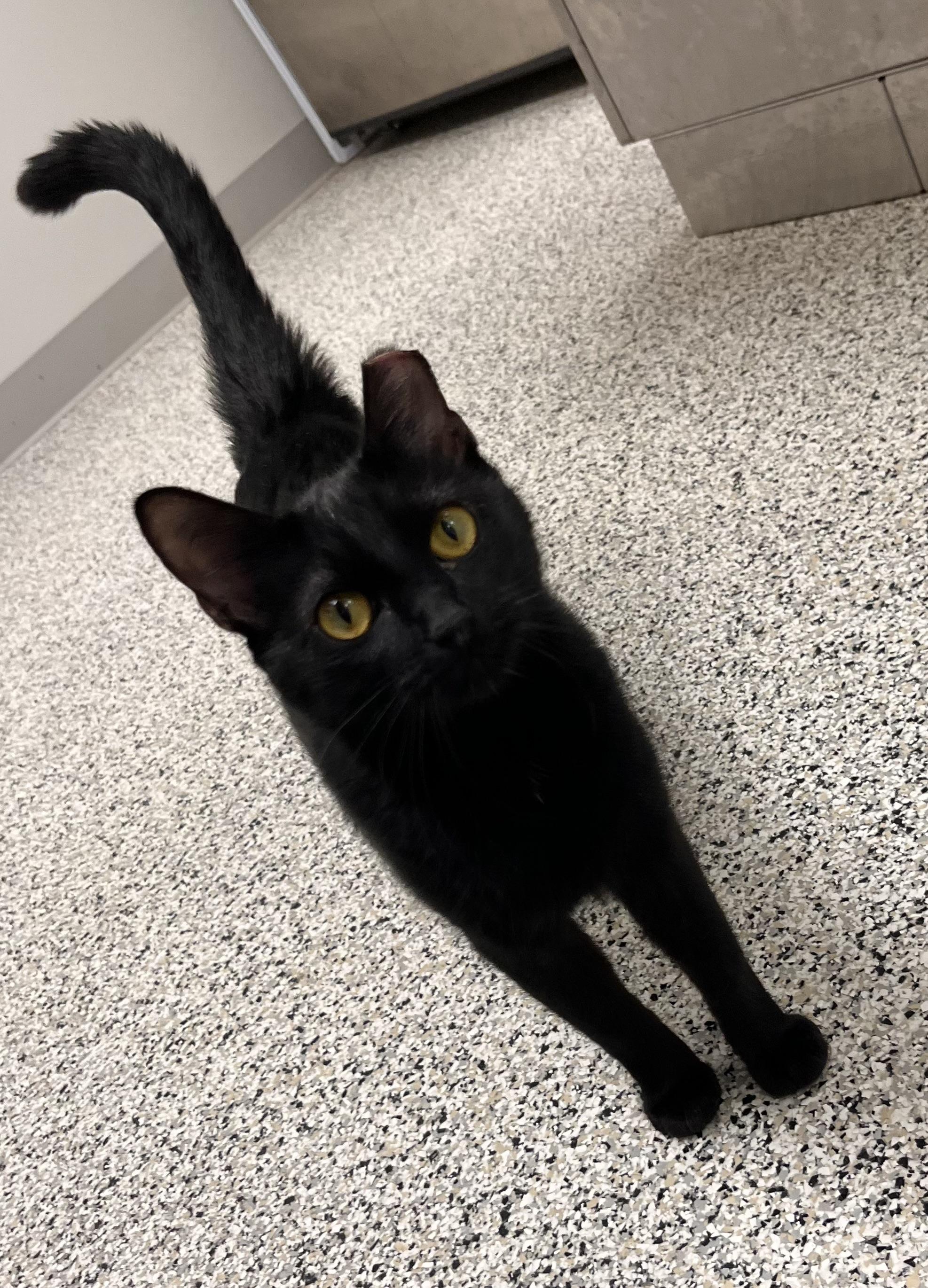 Betty Crocker, a Adoptable Domestic Short Hair in Liberty, MO image 3/5