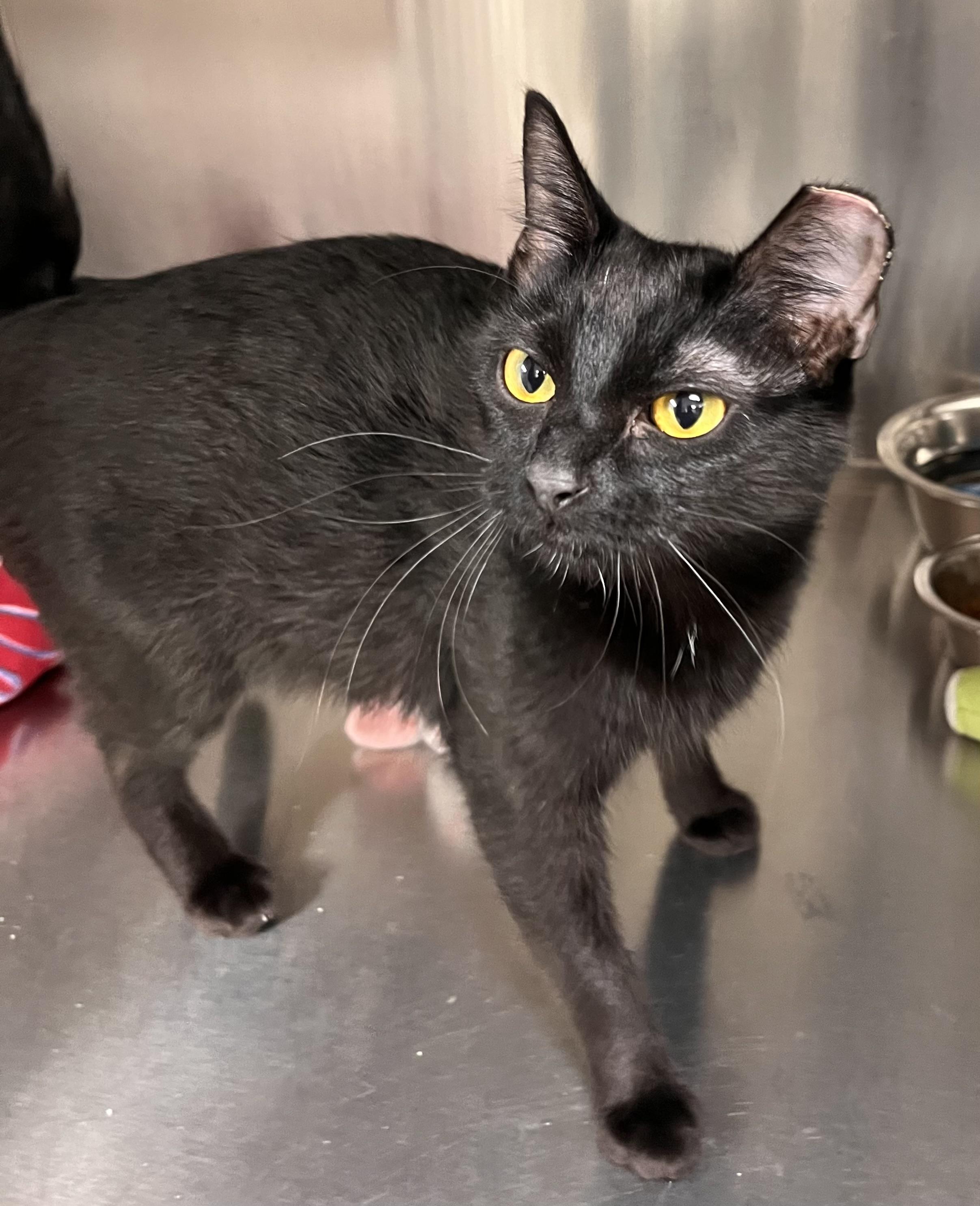 Betty Crocker, Adoptable, Young Female Domestic Short Hair.