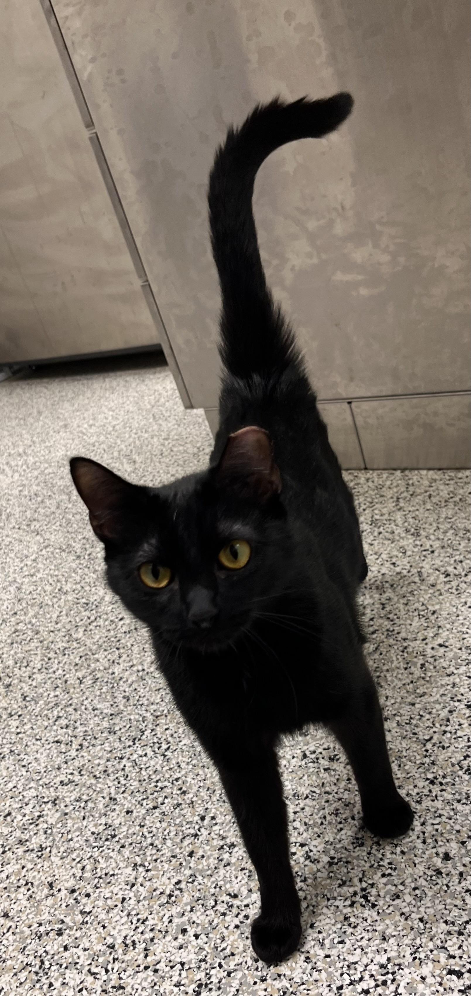 Betty Crocker, a Adoptable Domestic Short Hair in Liberty, MO image 4/5