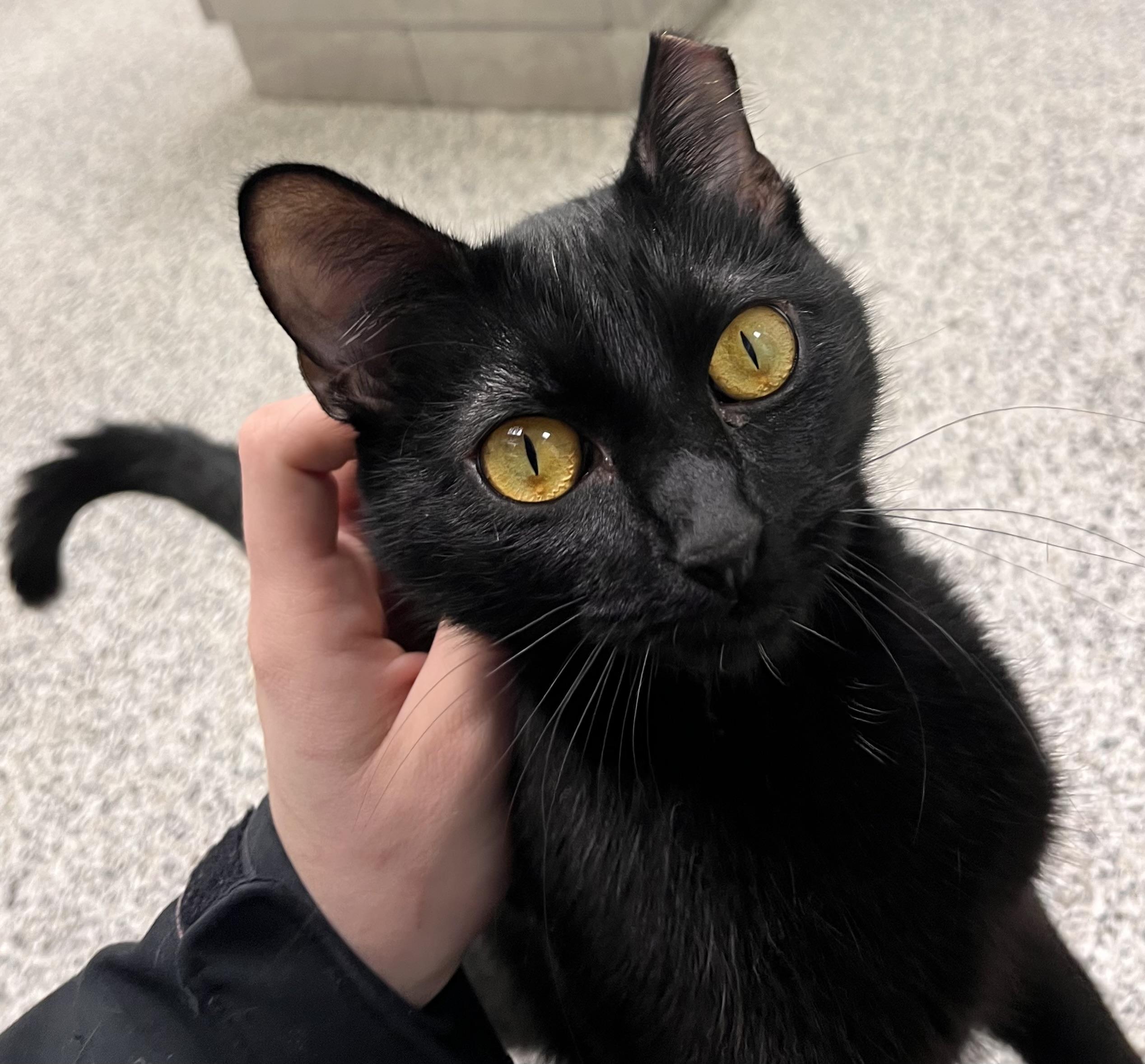 Betty Crocker, a Adoptable Domestic Short Hair in Liberty, MO image 2/5