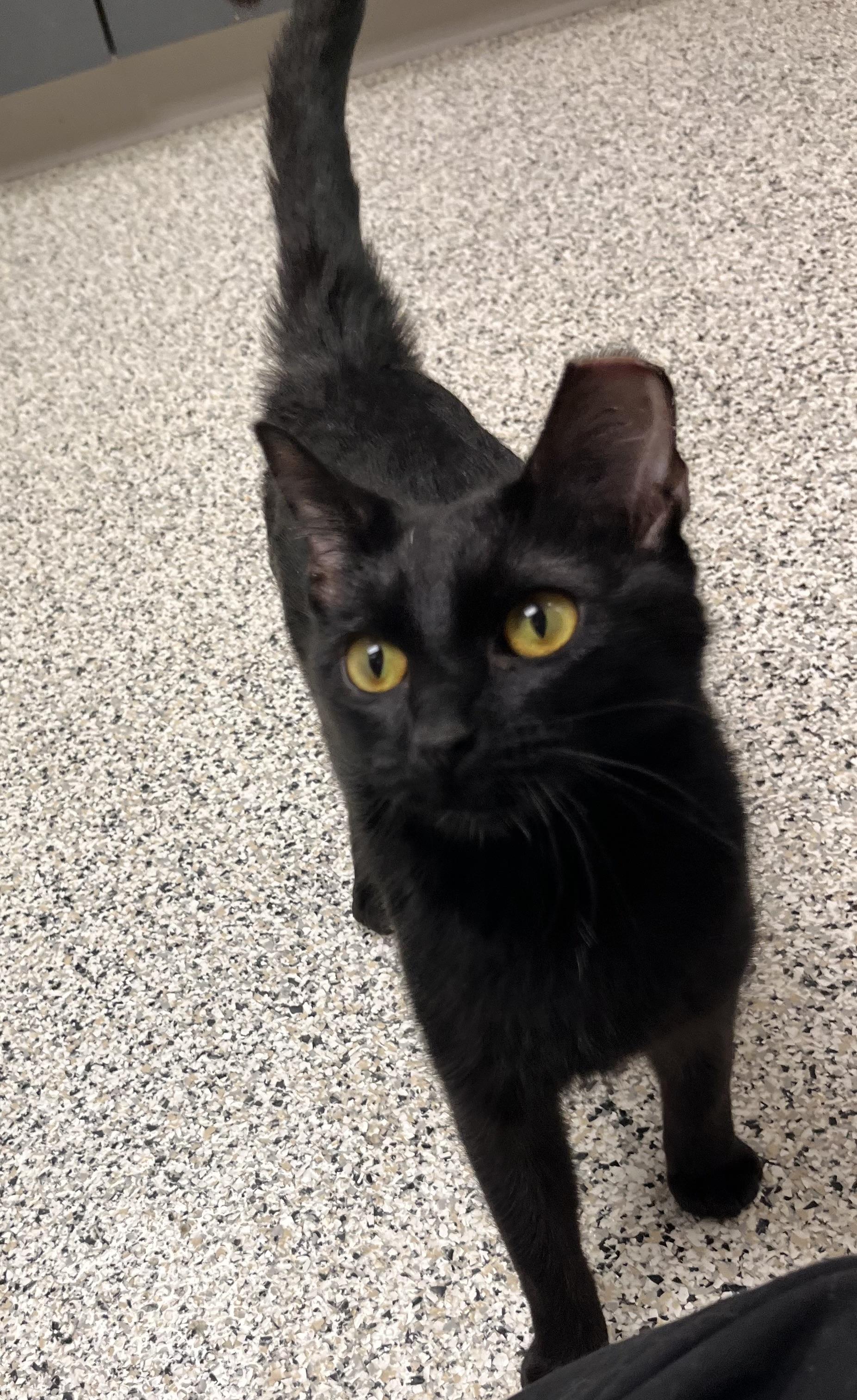 Betty Crocker, a Adoptable Domestic Short Hair in Liberty, MO image 5/5
