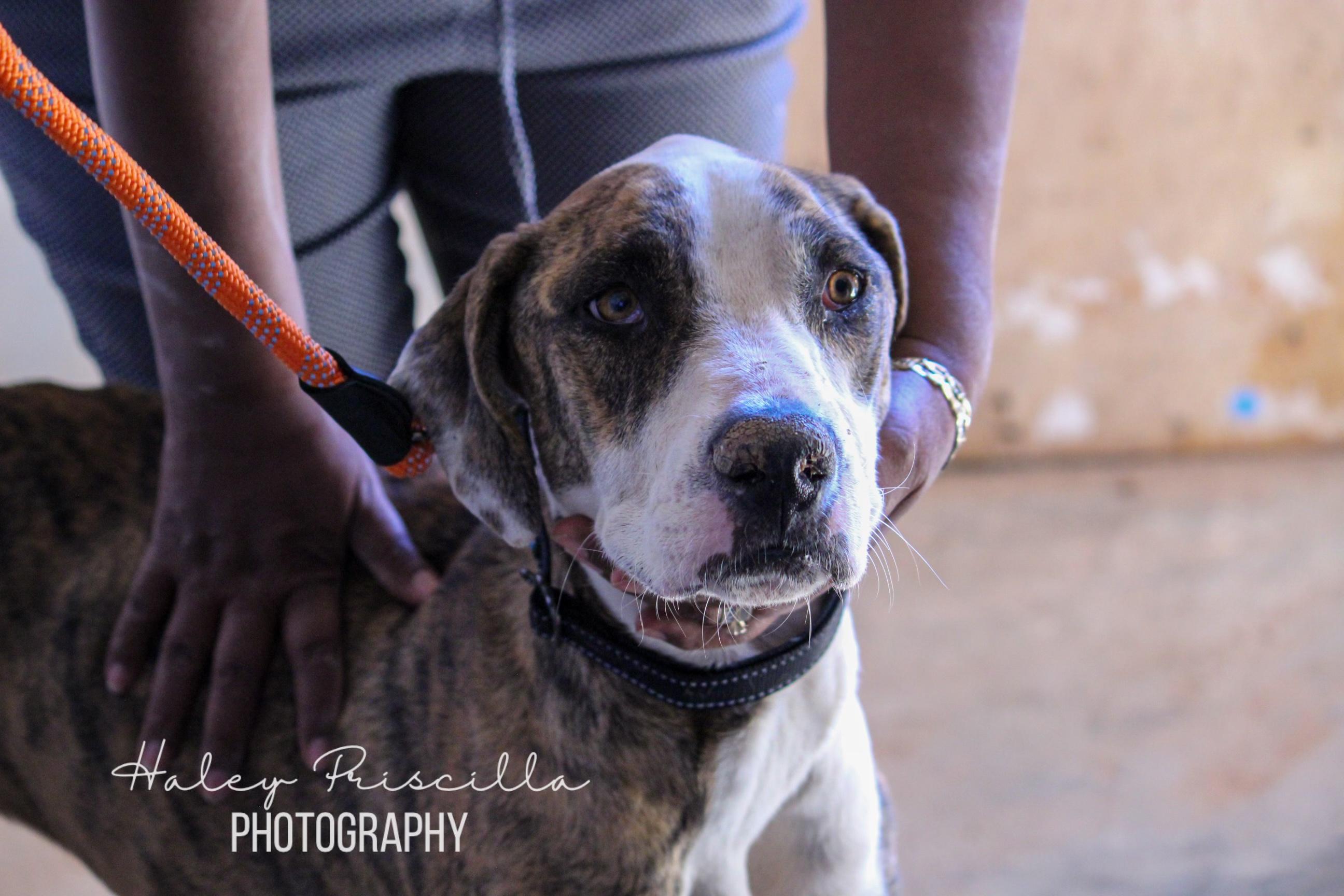 Enlarge Amani, a Adoptable Great Dane in Oro Valley, AZ image 2/3
