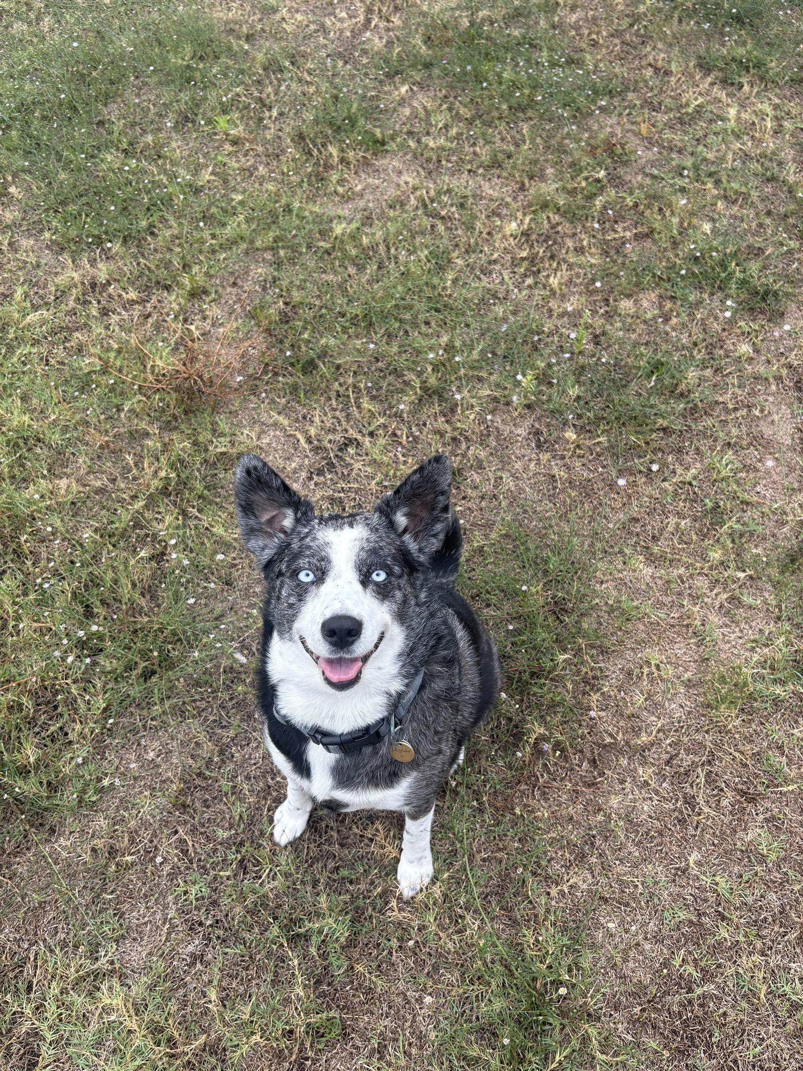 Enlarge Skylar, a Adoptable mixed breed in Dallas, TX image 1/3