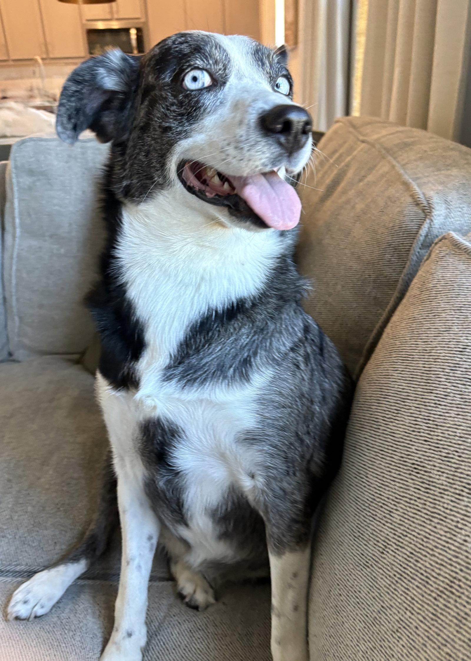 Enlarge Skylar, a Adoptable mixed breed in Dallas, TX image 2/3