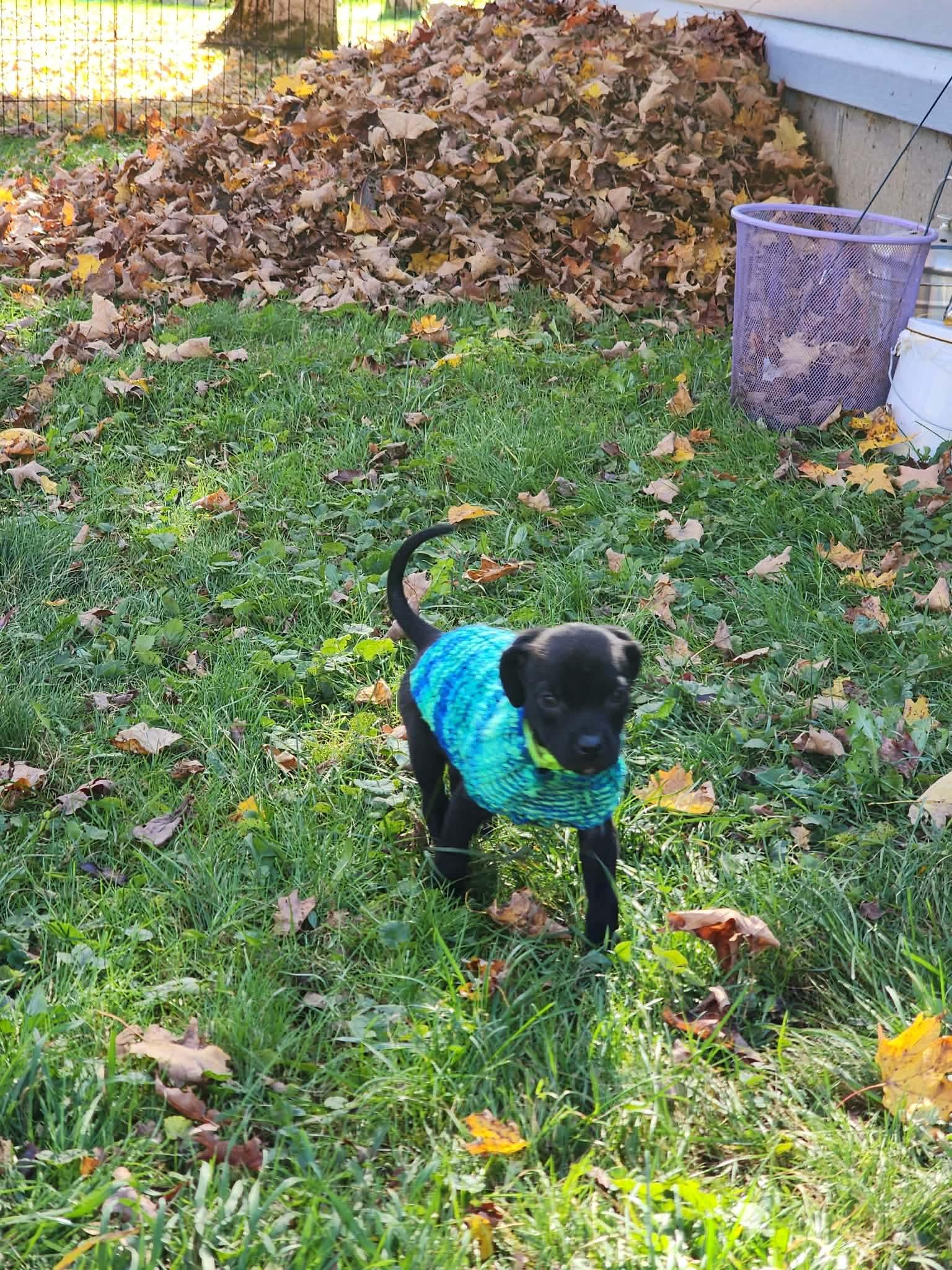 Enlarge Gizmo, a Adoptable mixed breed in Goshen, NY image 2/3