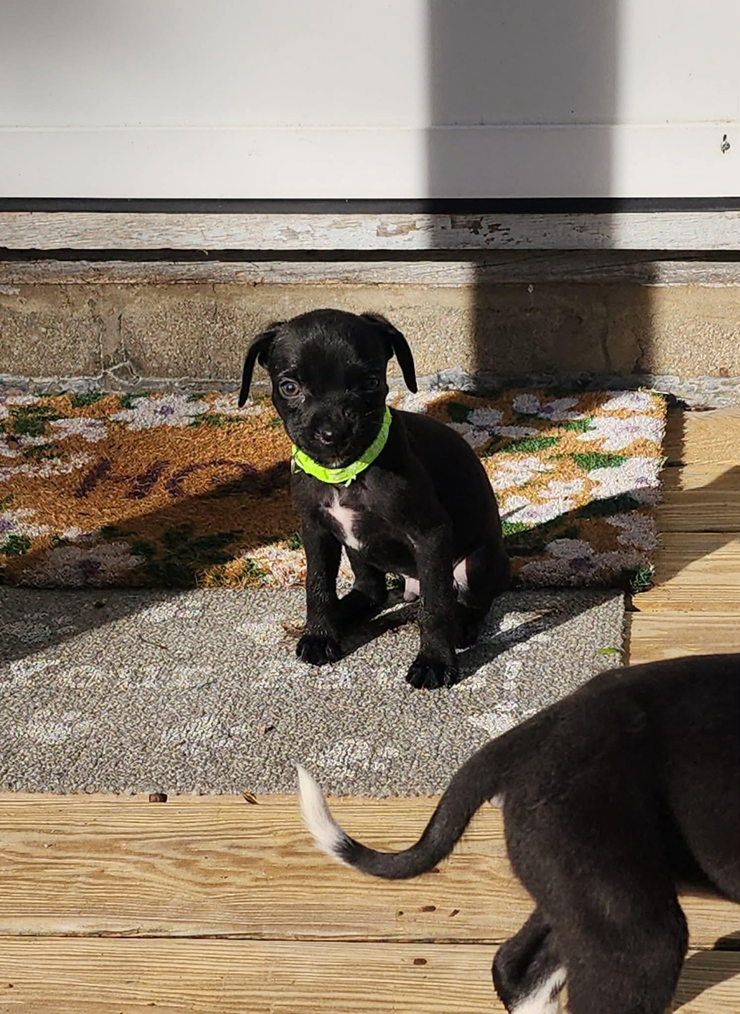 Enlarge Gizmo, a Adoptable mixed breed in Goshen, NY image 3/3