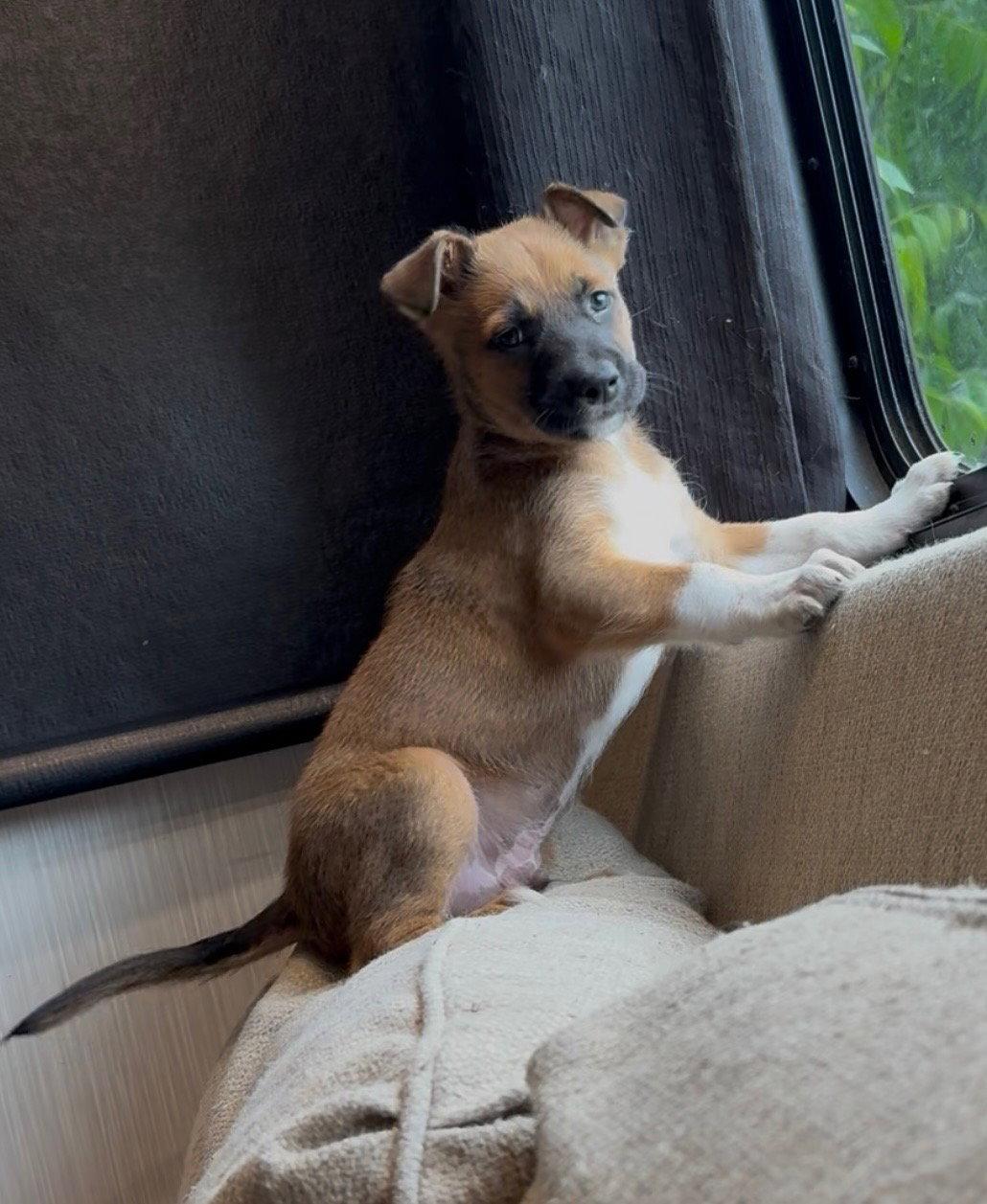 RHETT, a Adoptable mixed breed in Sebec, ME image 3/3
