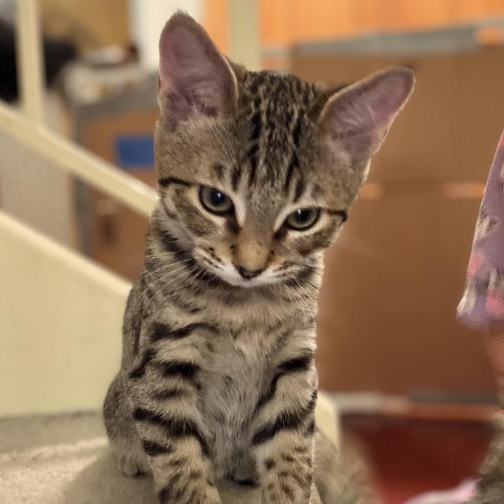 Hawkeye, Adoptable, Kitten Male Domestic Short Hair.