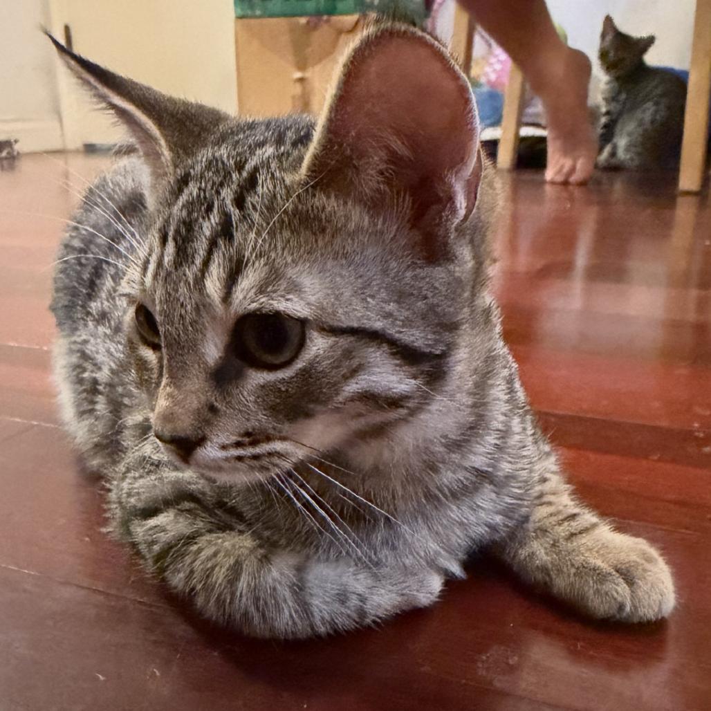 Hawkeye, a Adoptable Domestic Short Hair in Pleasanton, CA image 3/4