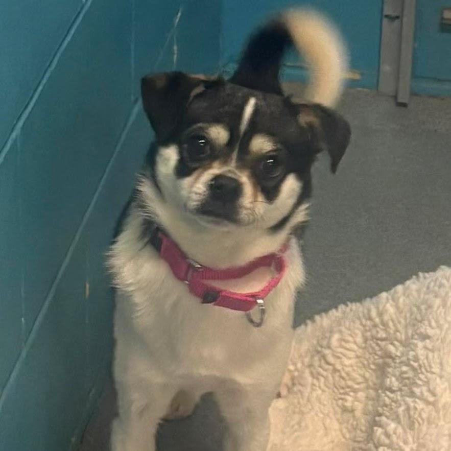 Enlarge Monchichi, a ADOPTABLE Chihuahua in Syracuse, NY image 2/2