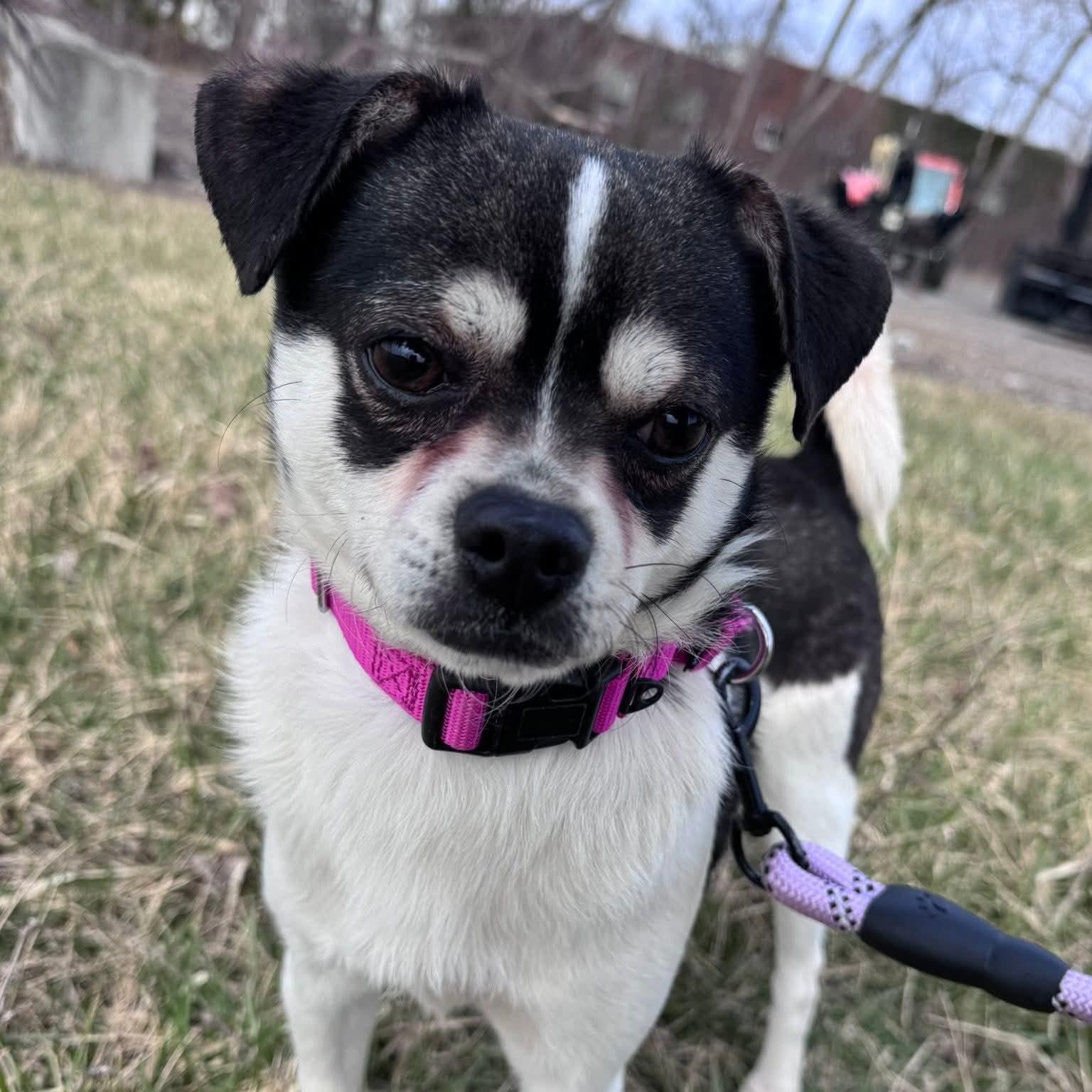 Enlarge Monchichi, a ADOPTABLE Chihuahua in Syracuse, NY image 1/2
