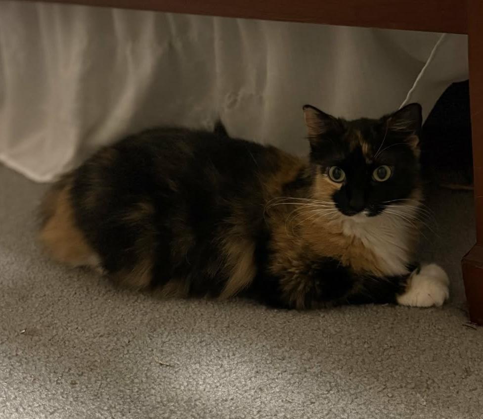 Enlarge Nyxie, a Adoptable mixed breed in WARNER ROBINS, GA image 1/3