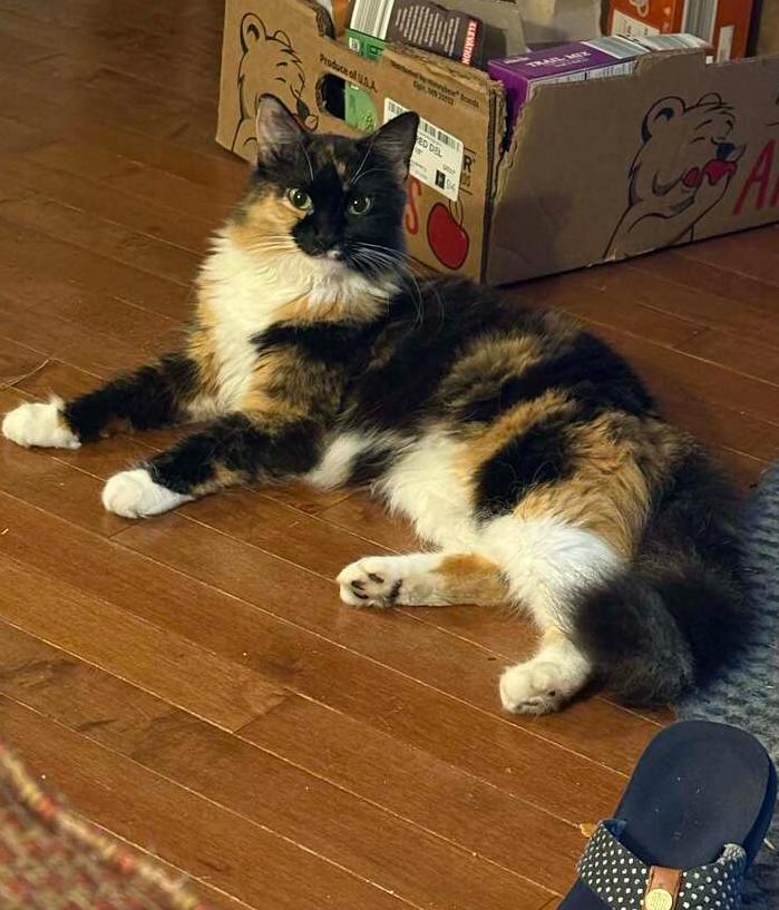 Enlarge Nyxie, a Adoptable mixed breed in WARNER ROBINS, GA image 2/3