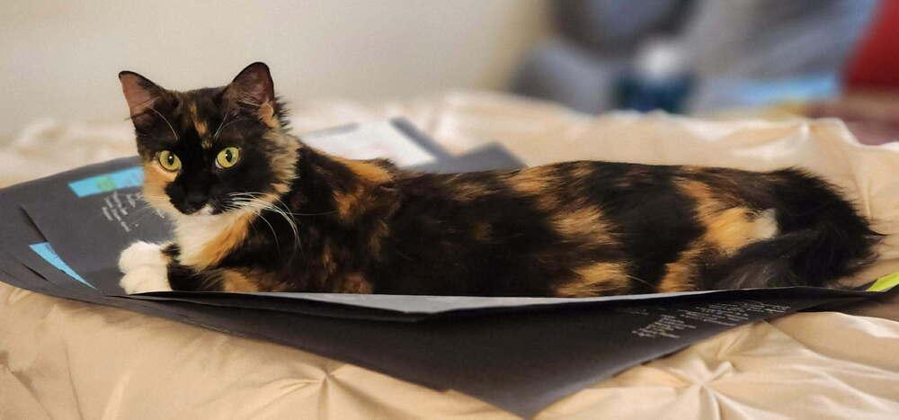 Enlarge Nyxie, a Adoptable mixed breed in WARNER ROBINS, GA image 5/5