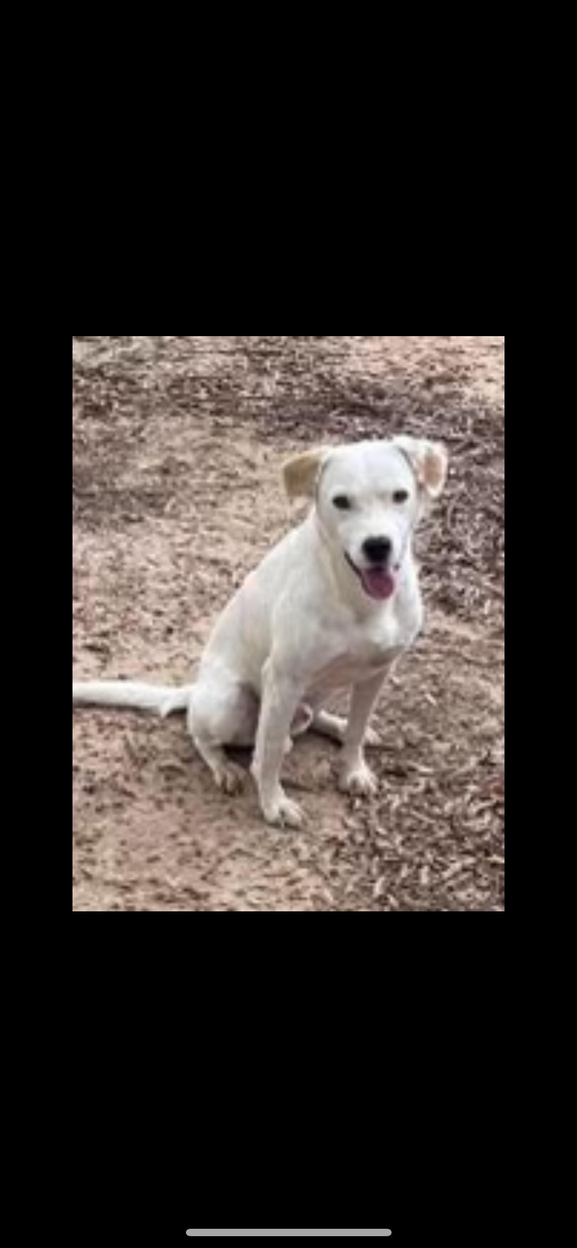 Enlarge Nacho Hadley, a Adoptable Feist in Saunderstown, RI image 1/1