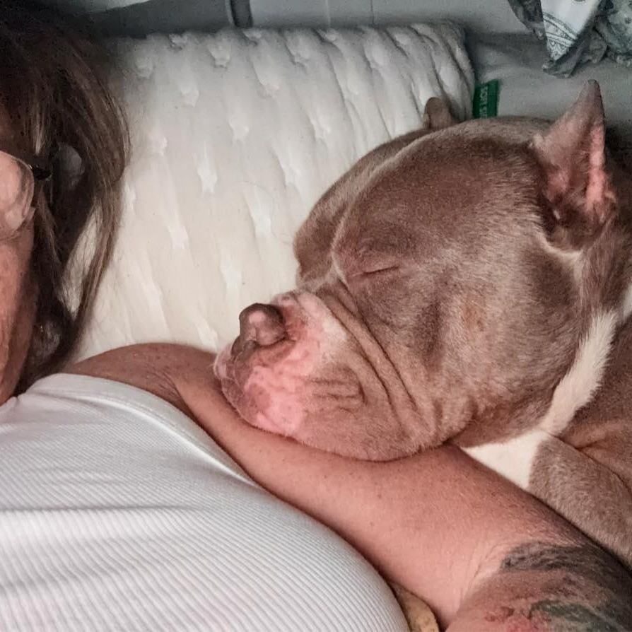 Enlarge Tony the Tiger  SUPER SWEET/GOOD W CATS!, a ADOPTABLE mixed breed in Gastonia, SC image 6/6