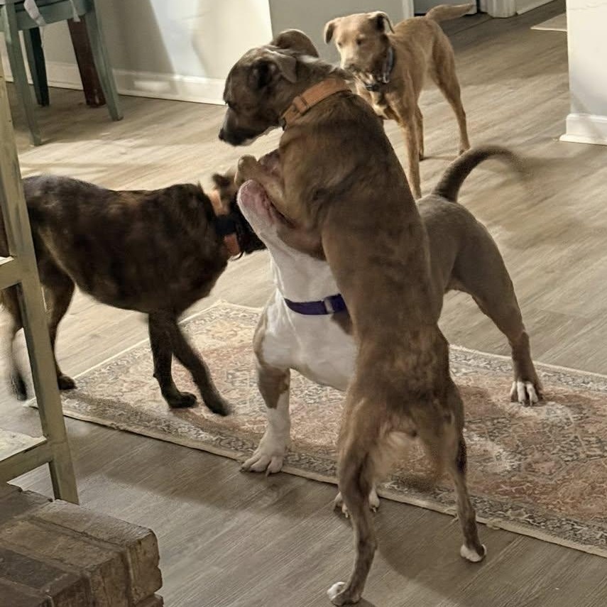 Enlarge Tony the Tiger  SUPER SWEET/GOOD W CATS!, a ADOPTABLE mixed breed in Gastonia, SC image 5/6