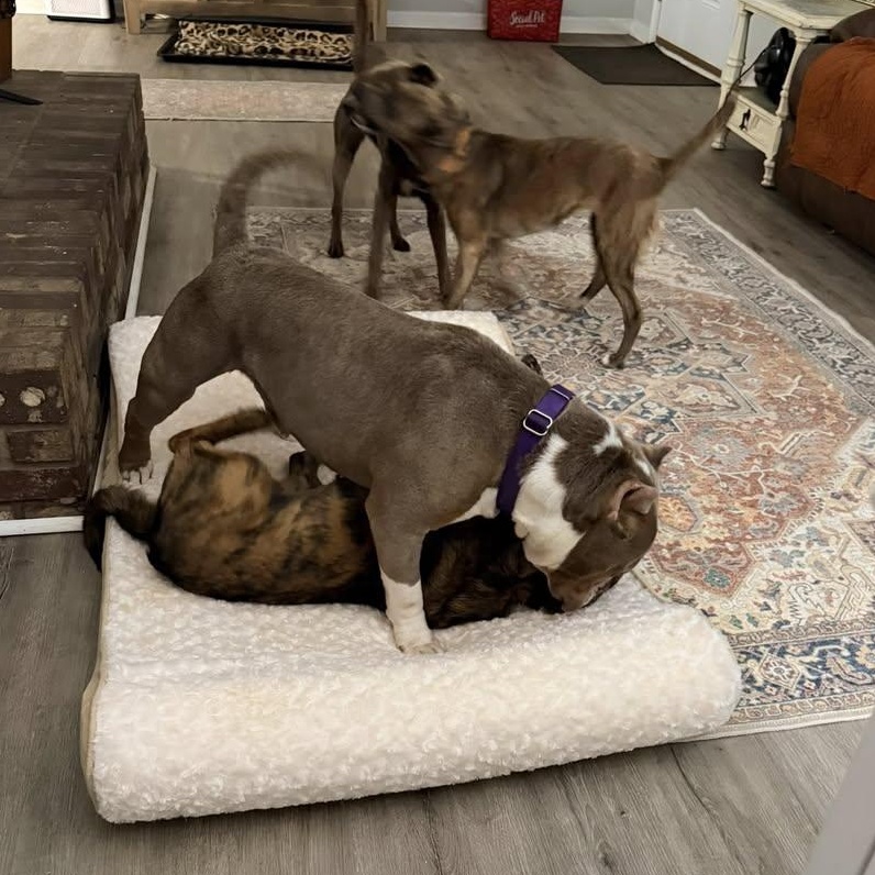 Enlarge Tony the Tiger  SUPER SWEET/GOOD W CATS!, a ADOPTABLE mixed breed in Gastonia, SC image 4/6