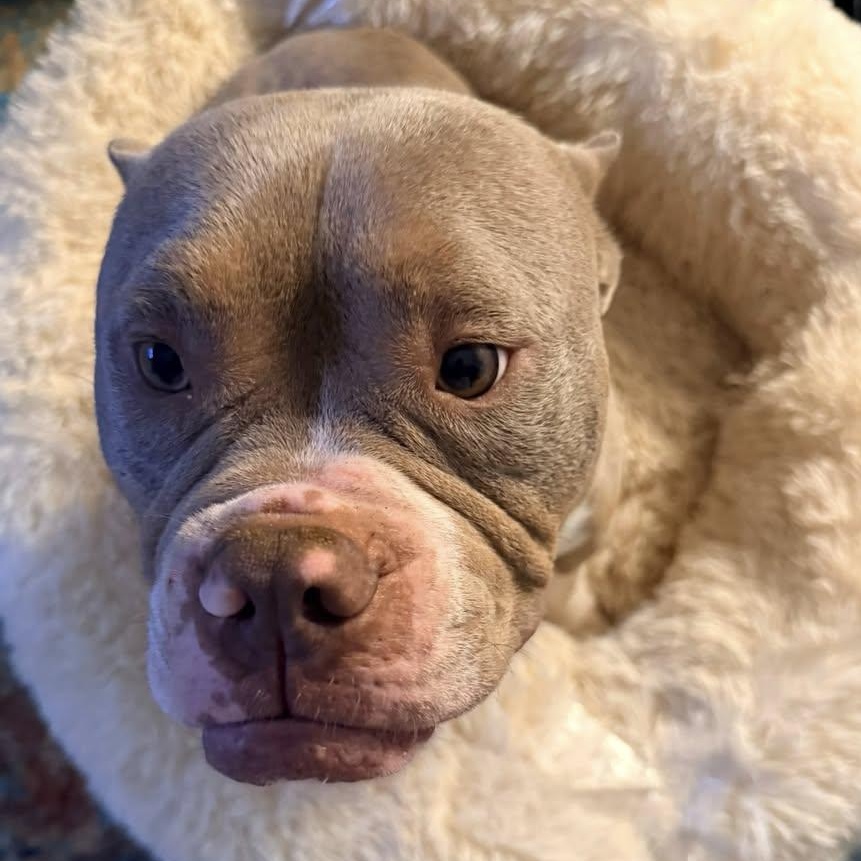 Enlarge Tony the Tiger  SUPER SWEET/GOOD W CATS!, a ADOPTABLE mixed breed in Gastonia, SC image 3/6