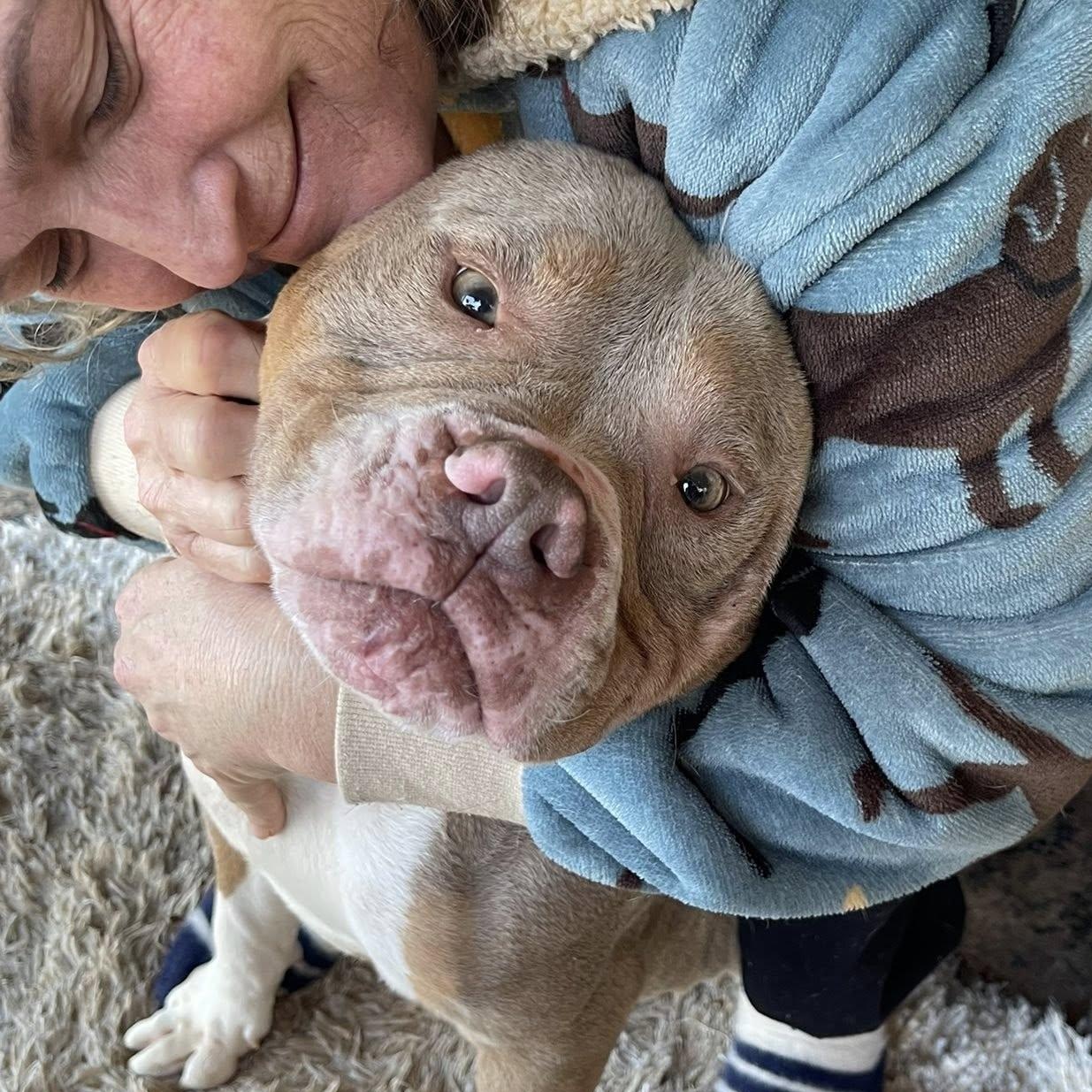 Tony the Tiger  SUPER SWEET/GOOD W CATS!, ADOPTABLE, Adult Male American Bully & Terrier.