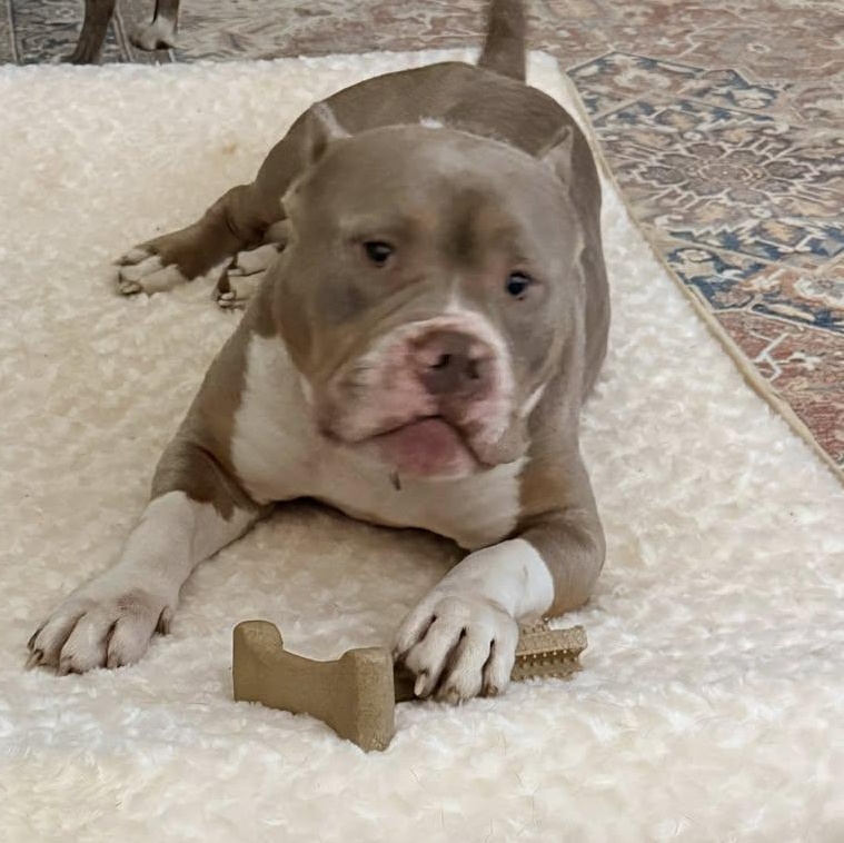 Enlarge Tony the Tiger  SUPER SWEET/GOOD W CATS!, a ADOPTABLE mixed breed in Gastonia, SC image 2/6