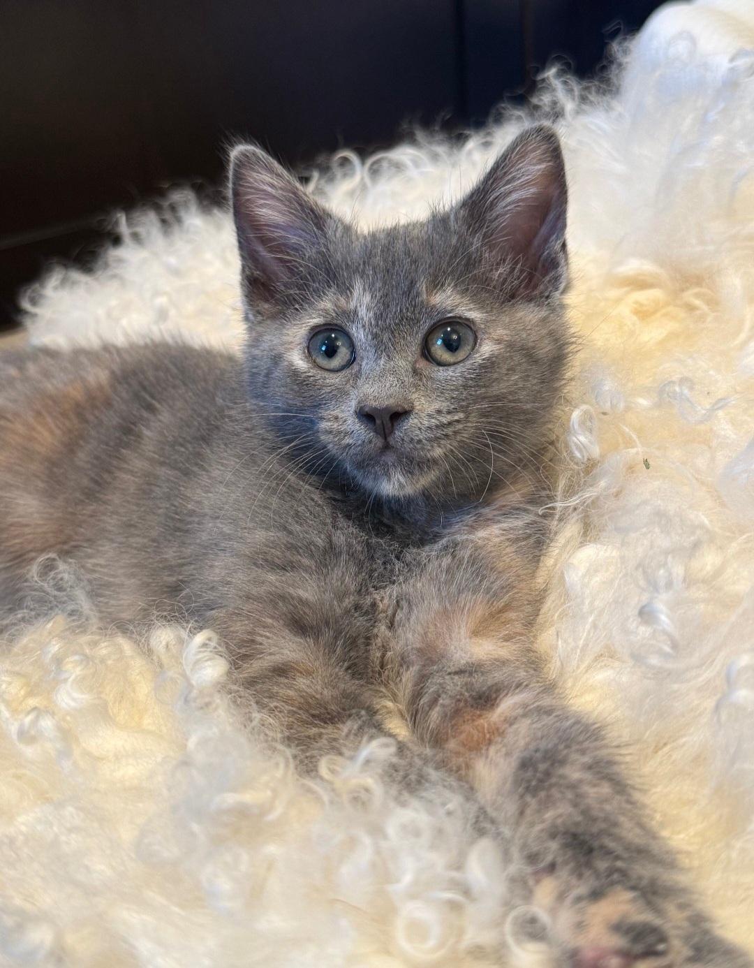 Enlarge Mia and Gia, an adopted Domestic Short Hair in Clayton, NJ image 4/5