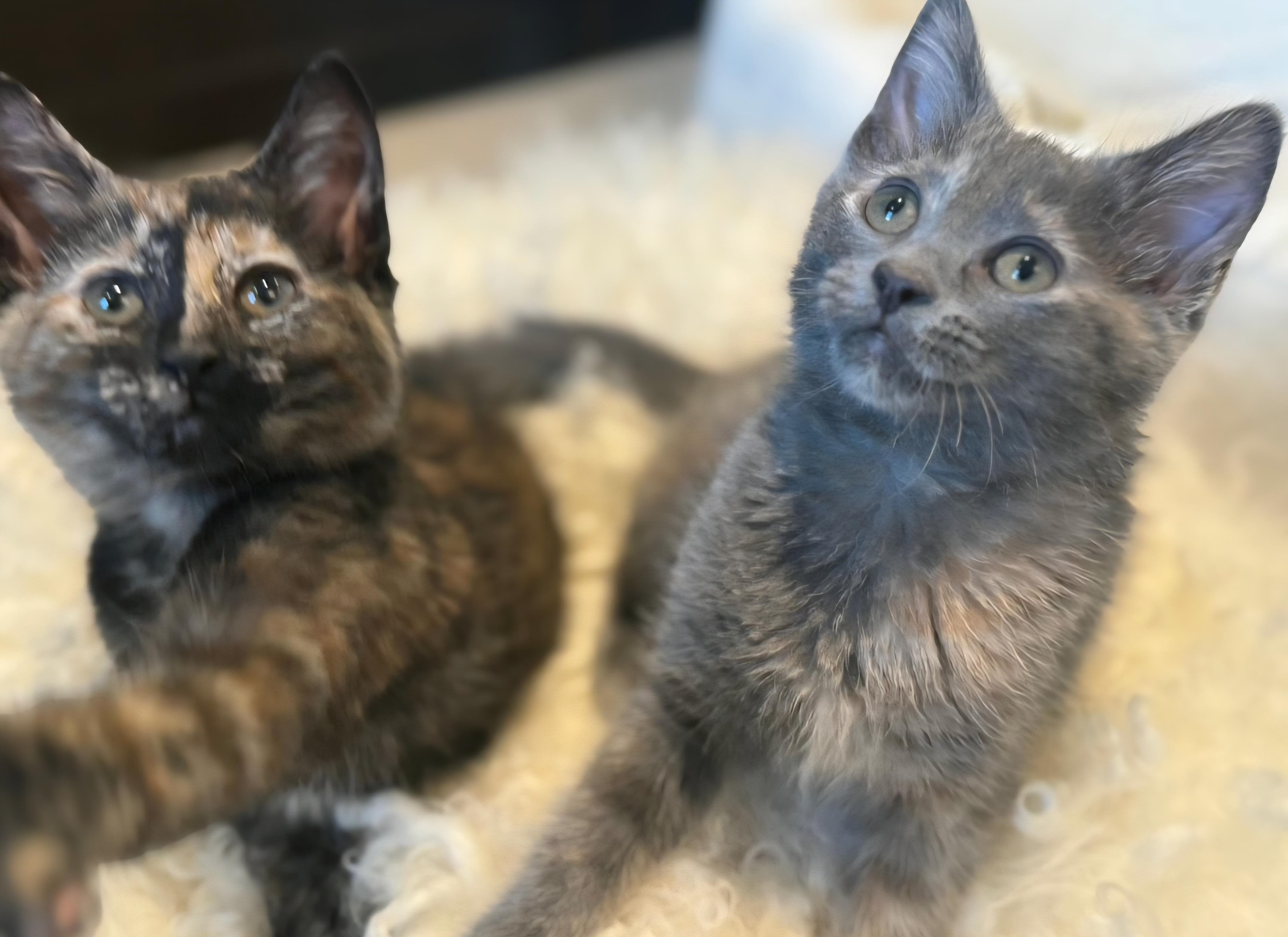 Enlarge Mia and Gia, an adopted Domestic Short Hair in Clayton, NJ image 2/5