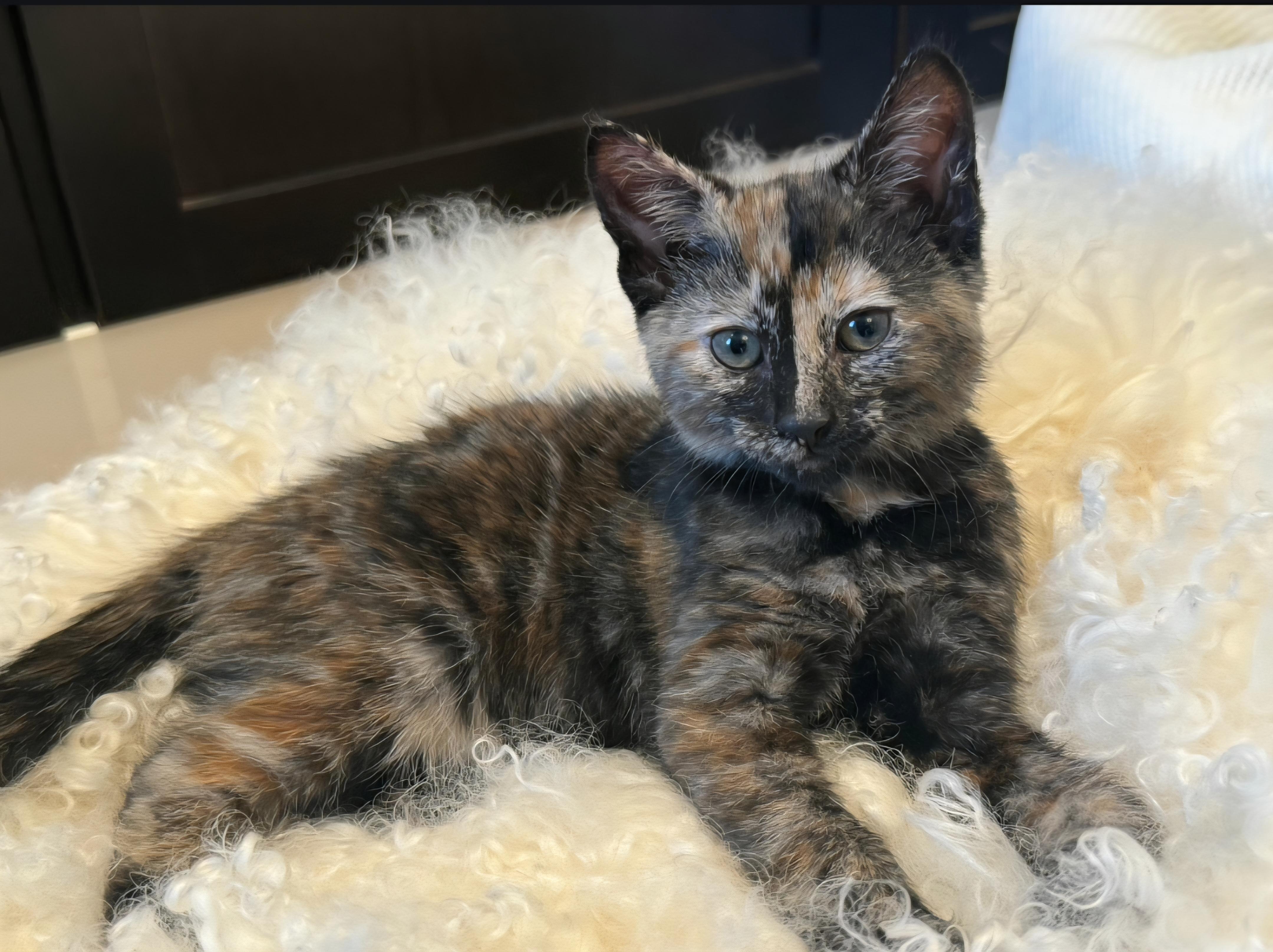 Enlarge Mia and Gia, an adopted Domestic Short Hair in Clayton, NJ image 5/5
