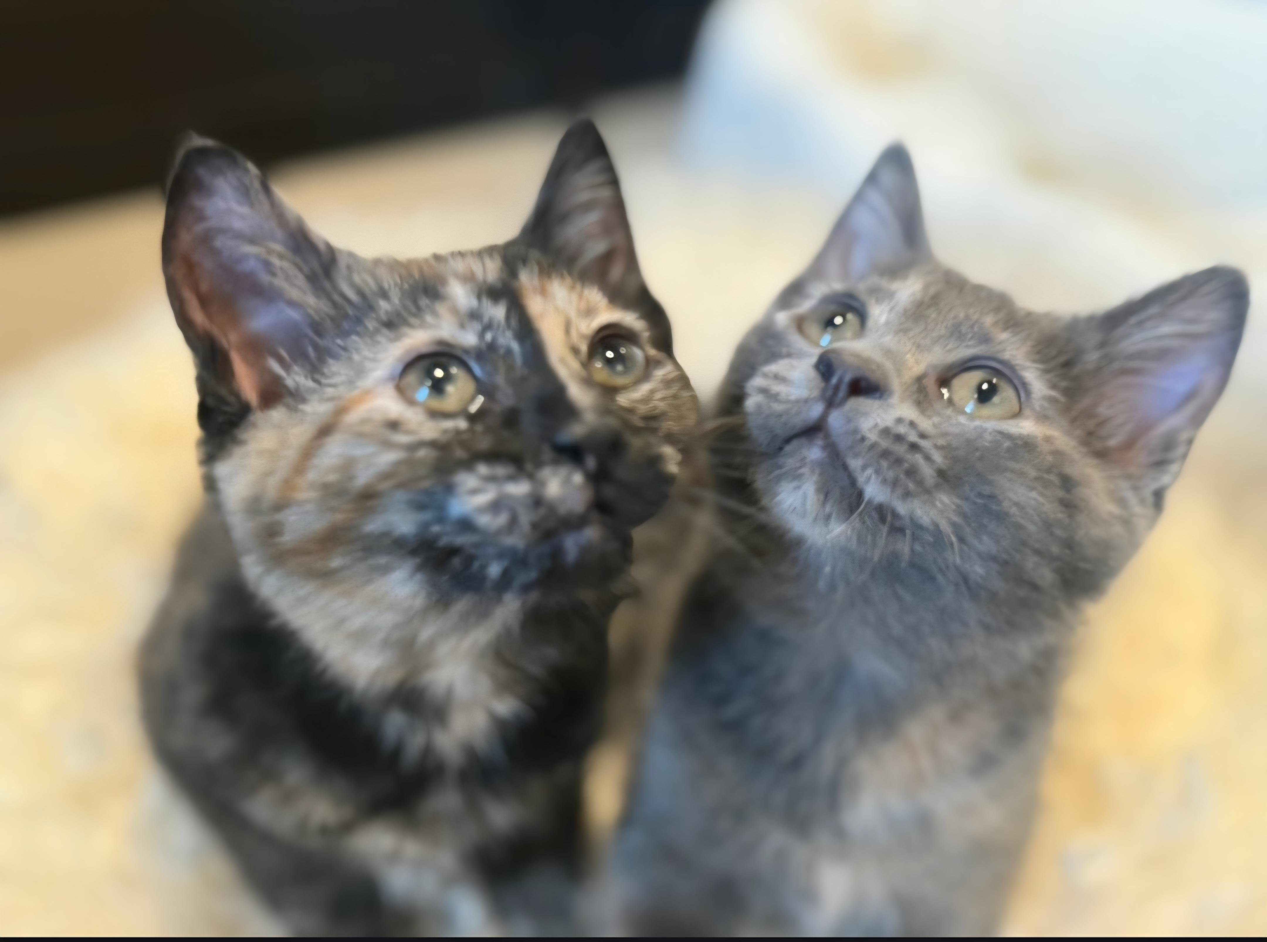 Enlarge Mia and Gia, an adopted Domestic Short Hair in Clayton, NJ image 3/5