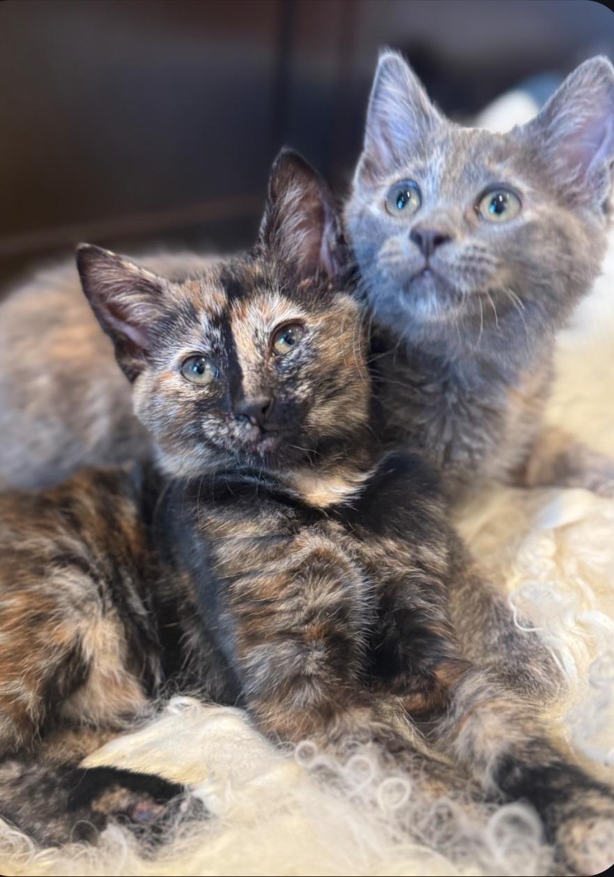 Mia and Gia, adopted, Kitten Female Domestic Short Hair.