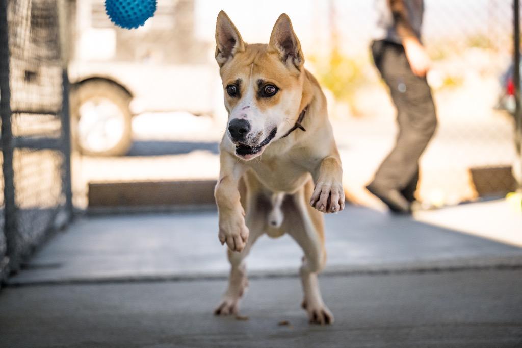 Enlarge Icarus, a Adoptable mixed breed in Twentynine Palms, CA image 2/5