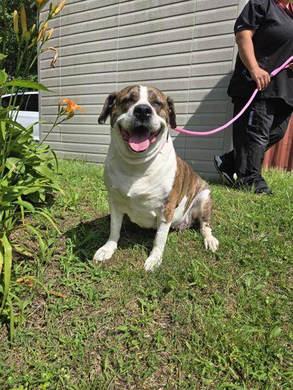 Enlarge Abigail, a Adoptable mixed breed in Spruce Pine, NC image 1/1