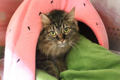 Turnip, a Adoptable mixed breed in Kansas City, MO image 1/2