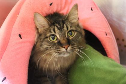 Turnip, a Adoptable mixed breed in Kansas City, MO image 2/2