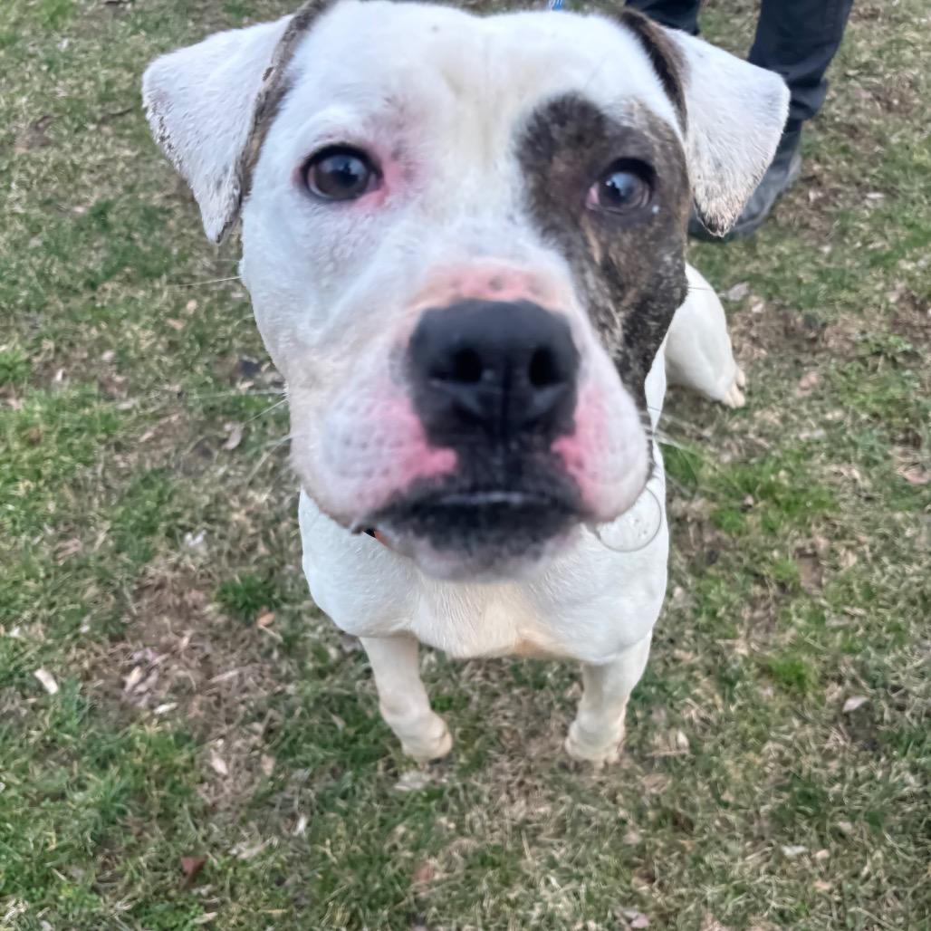 Enlarge Malcolm, a Adoptable Pit Bull Terrier in Birdsboro, PA image 2/6