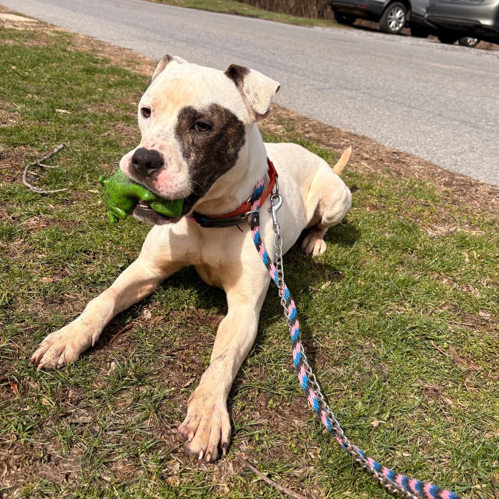 Enlarge Malcolm, a Adoptable Pit Bull Terrier in Birdsboro, PA image 3/6