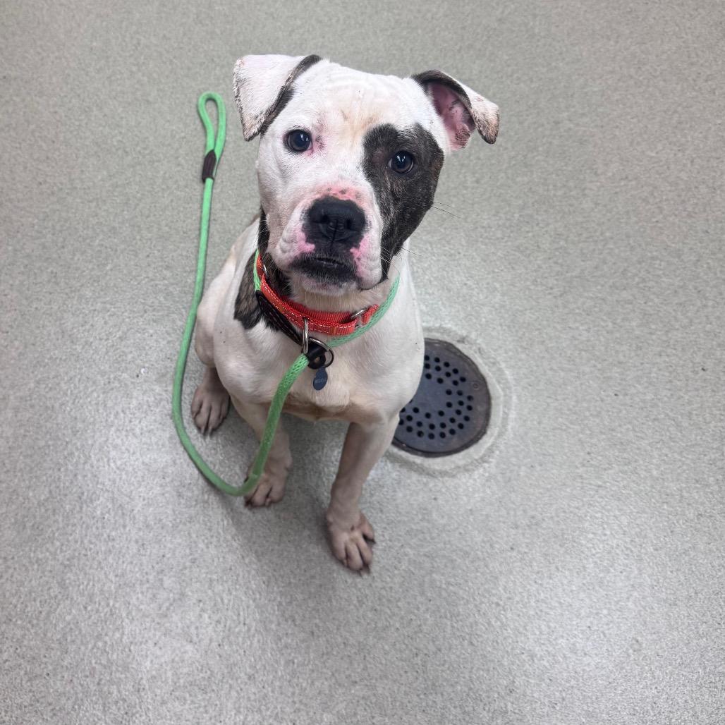 Enlarge Malcolm, a Adoptable Pit Bull Terrier in Birdsboro, PA image 4/6