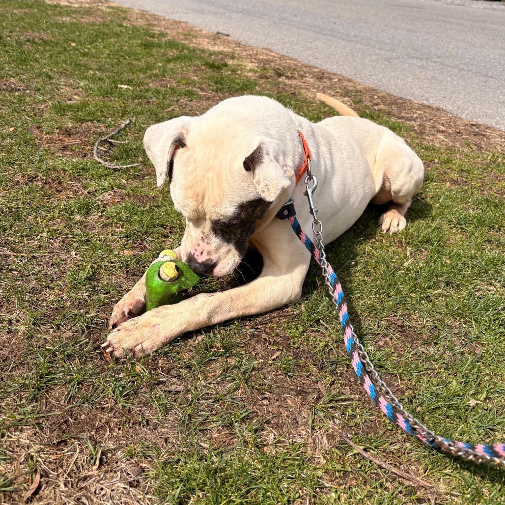 Enlarge Malcolm, a Adoptable Pit Bull Terrier in Birdsboro, PA image 5/6