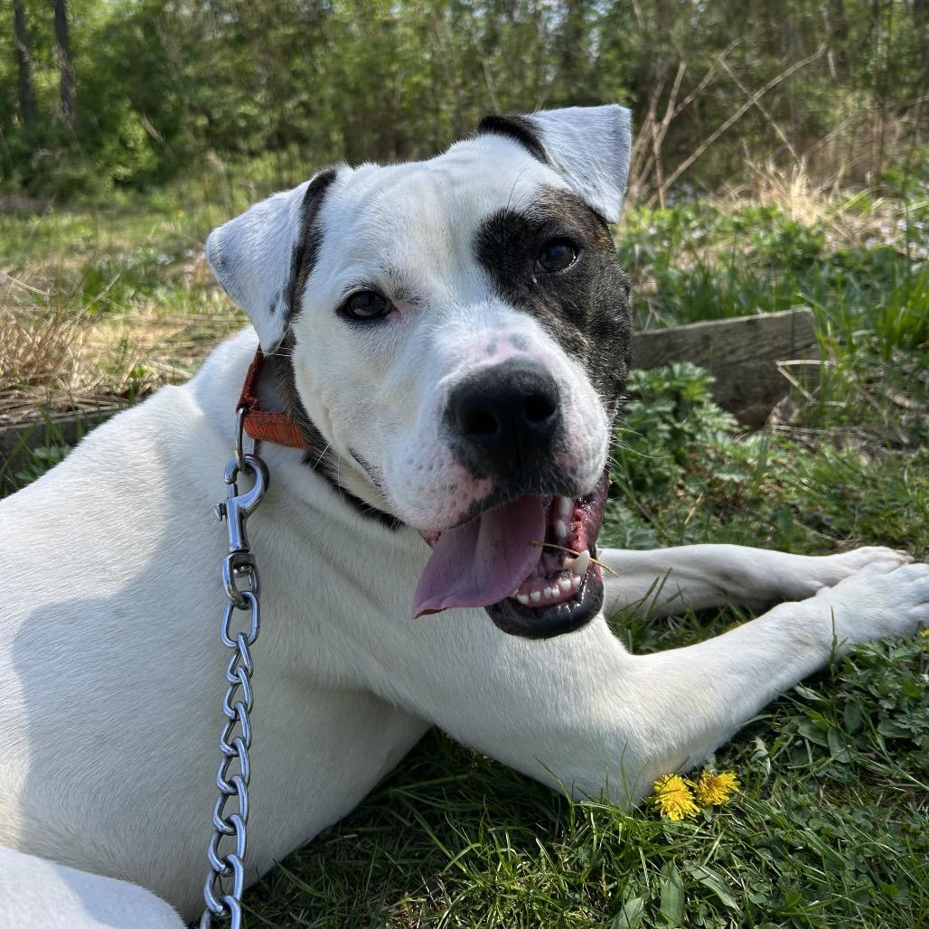 Enlarge Malcolm, a Adoptable Pit Bull Terrier in Birdsboro, PA image 6/6
