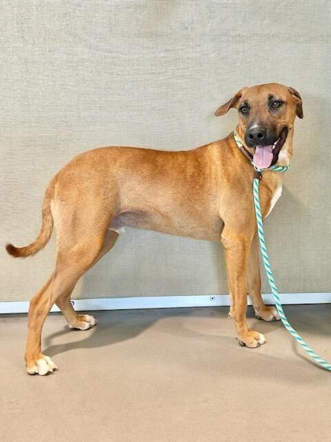 Enlarge Rigel, a Adoptable mixed breed in Tucson, AZ image 2/6