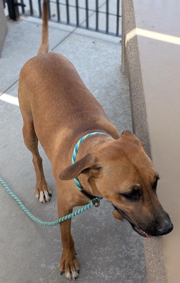 Enlarge Rigel, a Adoptable mixed breed in Tucson, AZ image 5/6