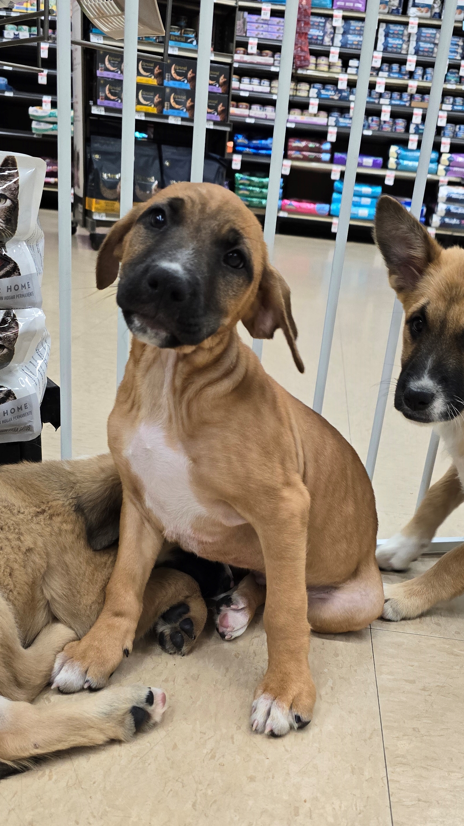 Enlarge Rigel, a Adoptable mixed breed in Tucson, AZ image 6/6