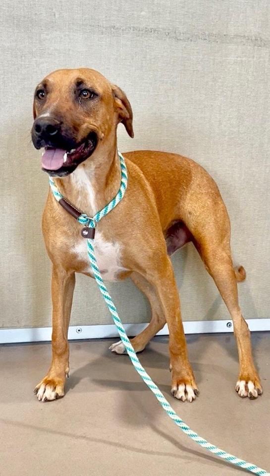 Enlarge Rigel, a Adoptable mixed breed in Tucson, AZ image 1/6