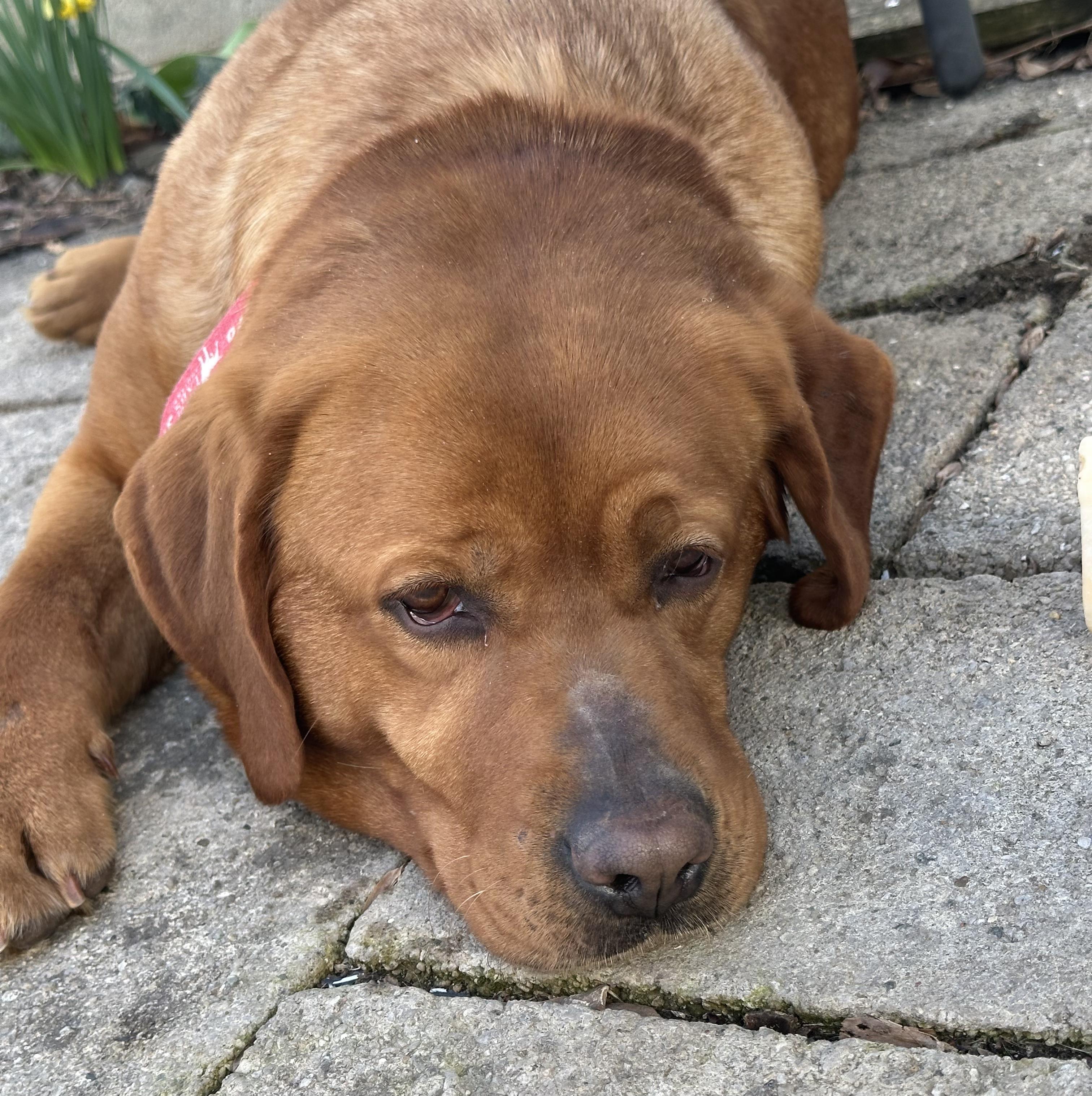 Enlarge Felicity, an adopted Labrador Retriever in Indianapolis, IN image 4/6