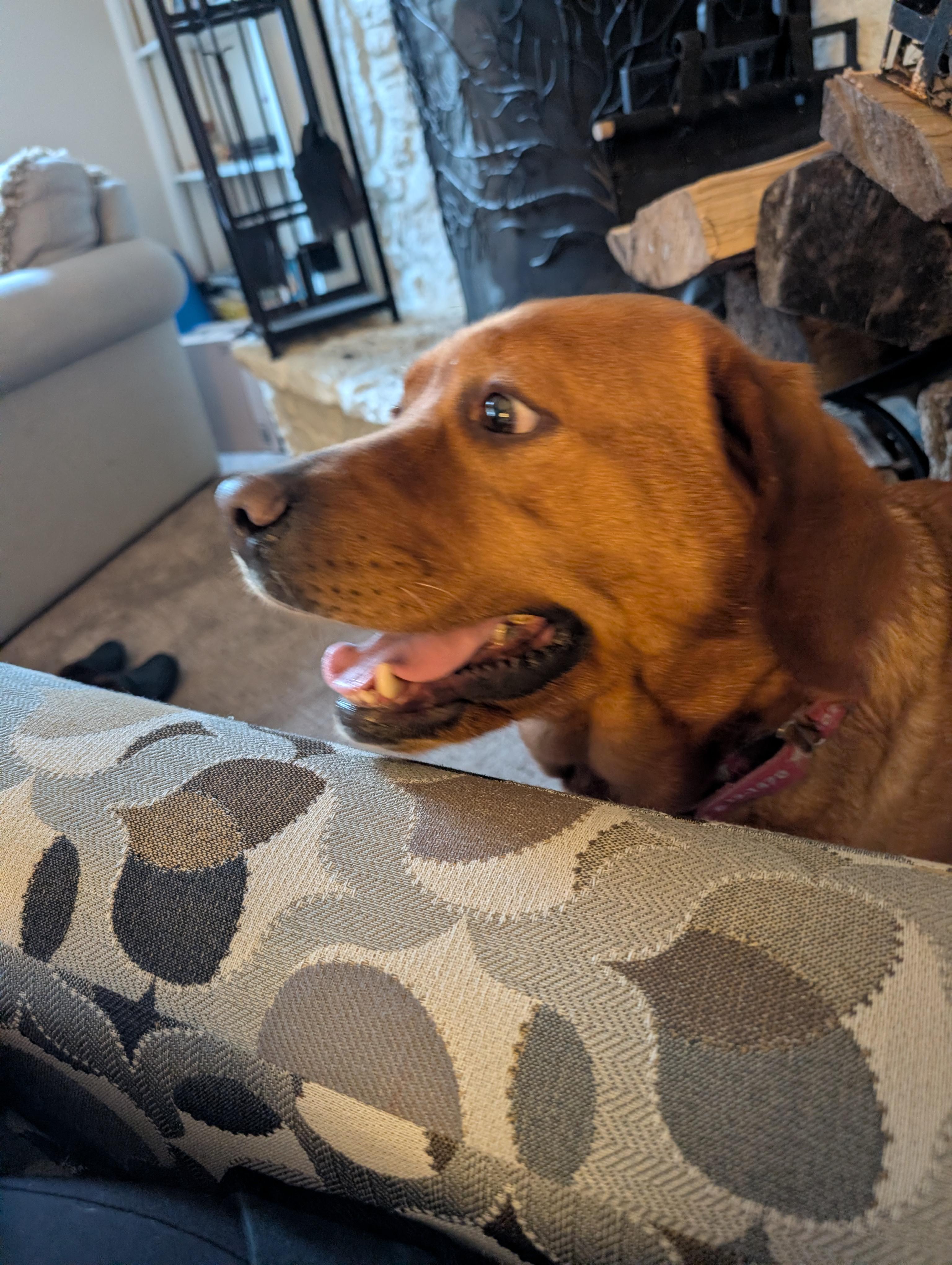 Enlarge Felicity, an adopted Labrador Retriever in Indianapolis, IN image 6/6