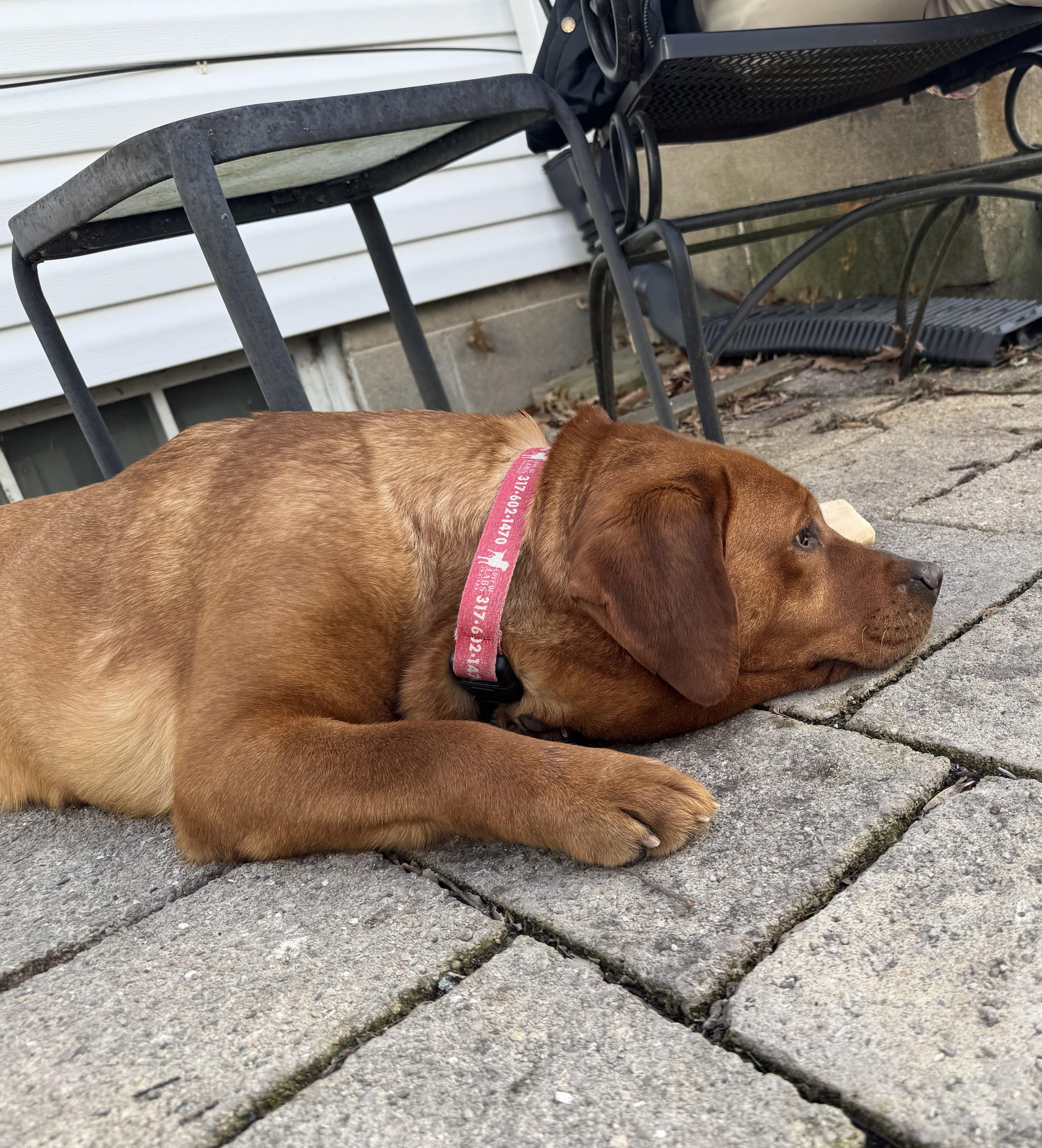 Enlarge Felicity, an adopted Labrador Retriever in Indianapolis, IN image 2/6