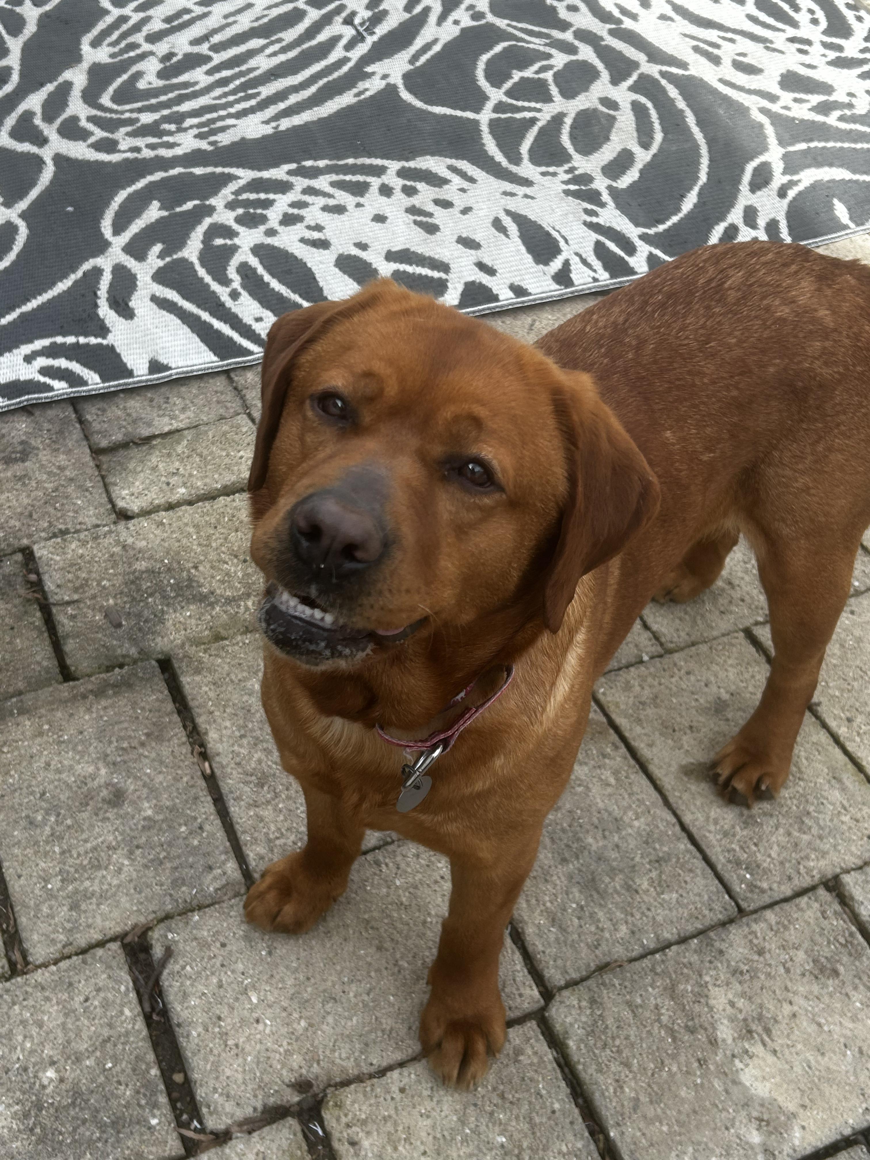 Enlarge Felicity, an adopted Labrador Retriever in Indianapolis, IN image 3/6
