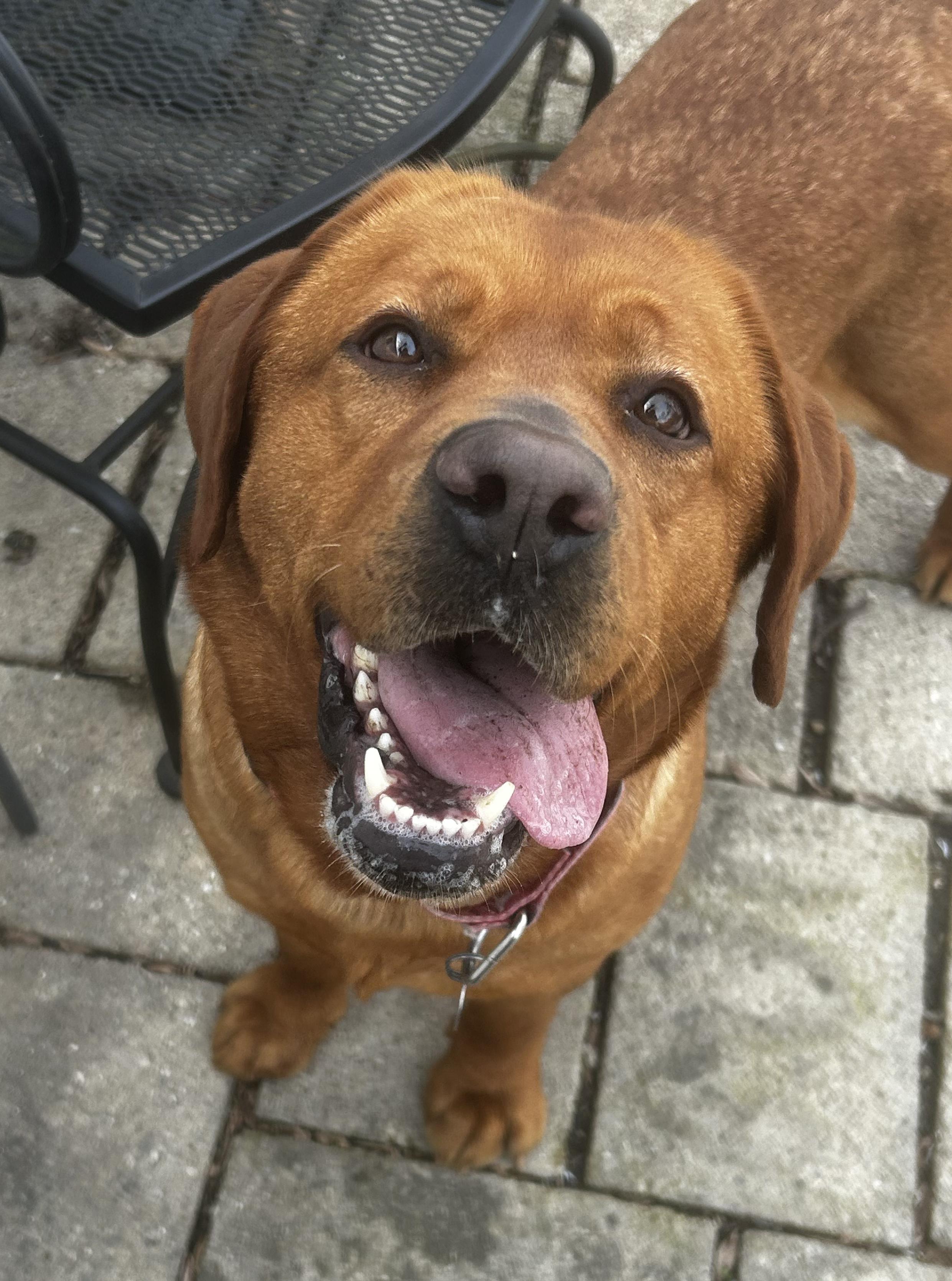 Enlarge Felicity, an adopted Labrador Retriever in Indianapolis, IN image 1/6
