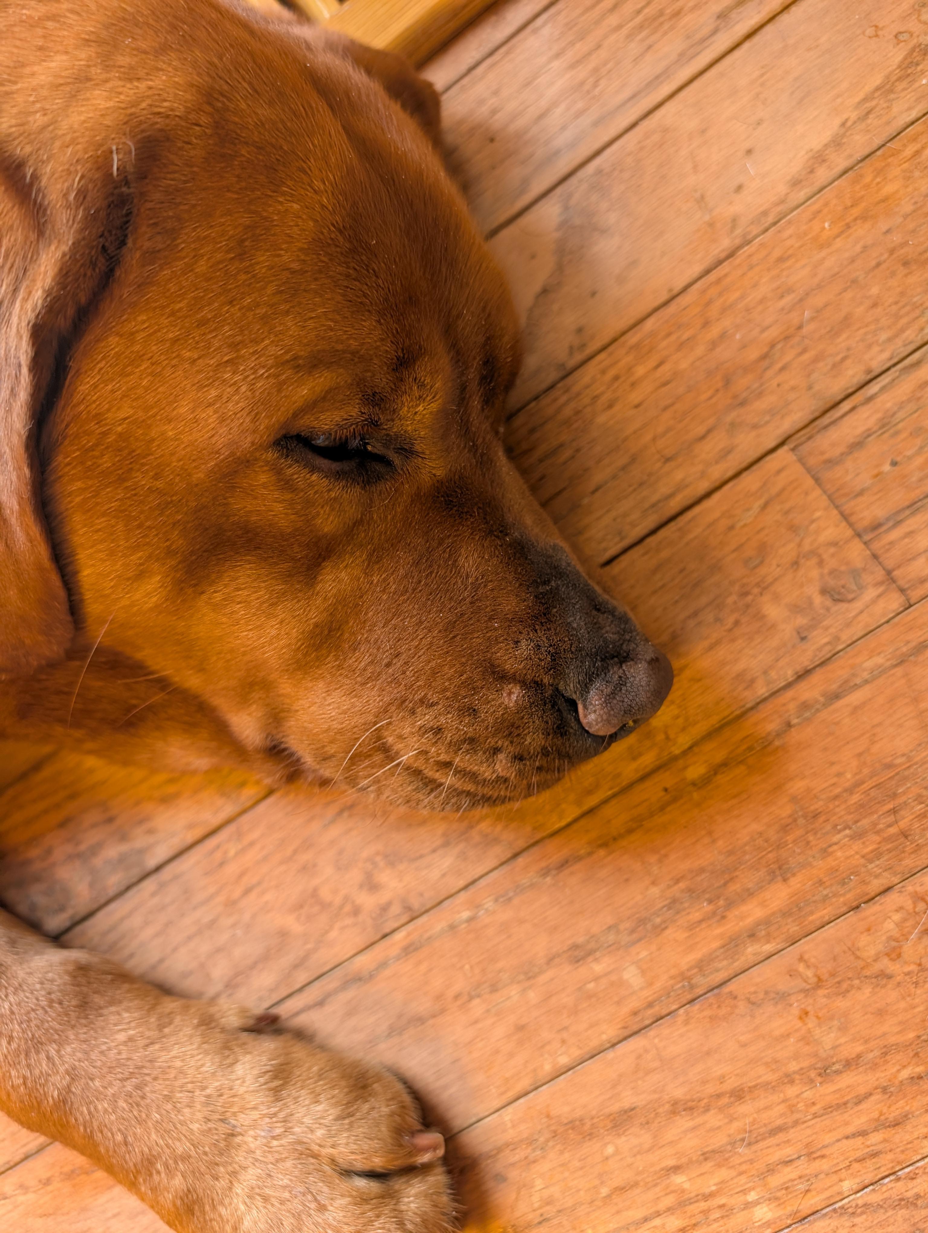 Enlarge Felicity, an adopted Labrador Retriever in Indianapolis, IN image 5/6